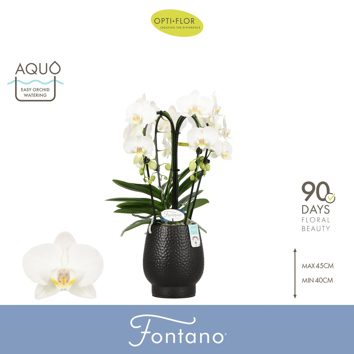 Phalaenopsis Fontano Bellagio 50cm 12cm Pot
