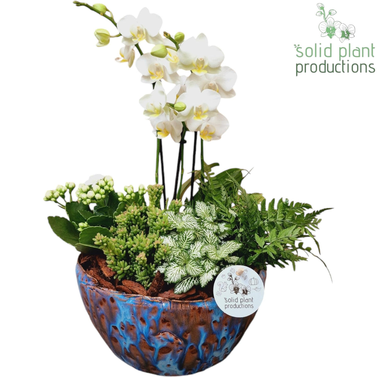 PH080 Olivia Blue Phalaenopsis 45cm 24cm Pot