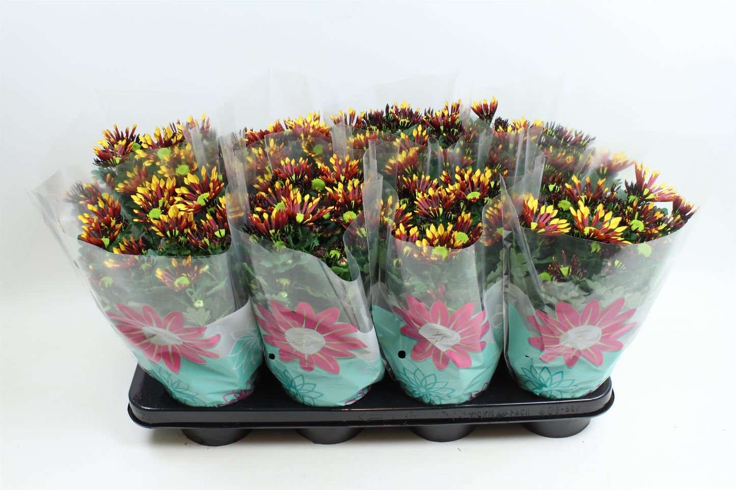 Chrysanthemum Splash Energy 27cm 14cm Pot