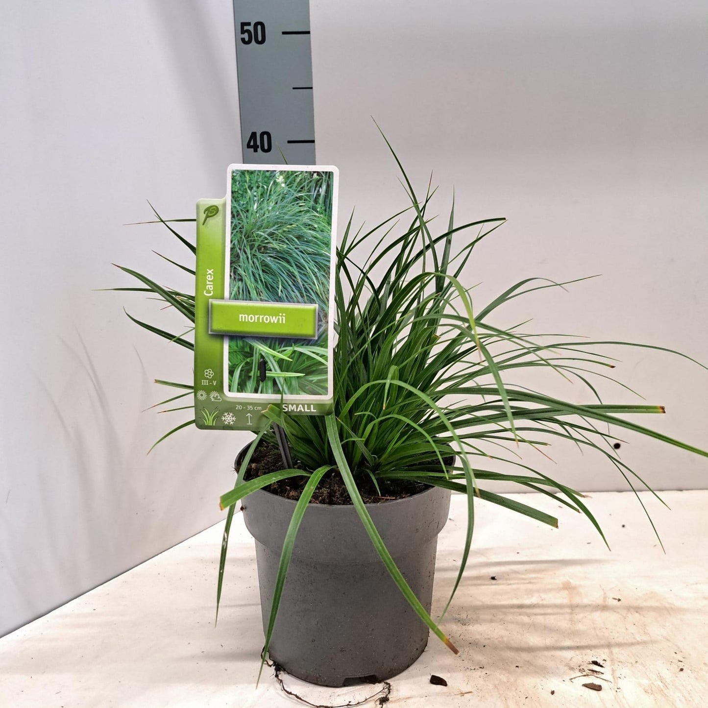 Carex morrowii 20cm 17cm Pot