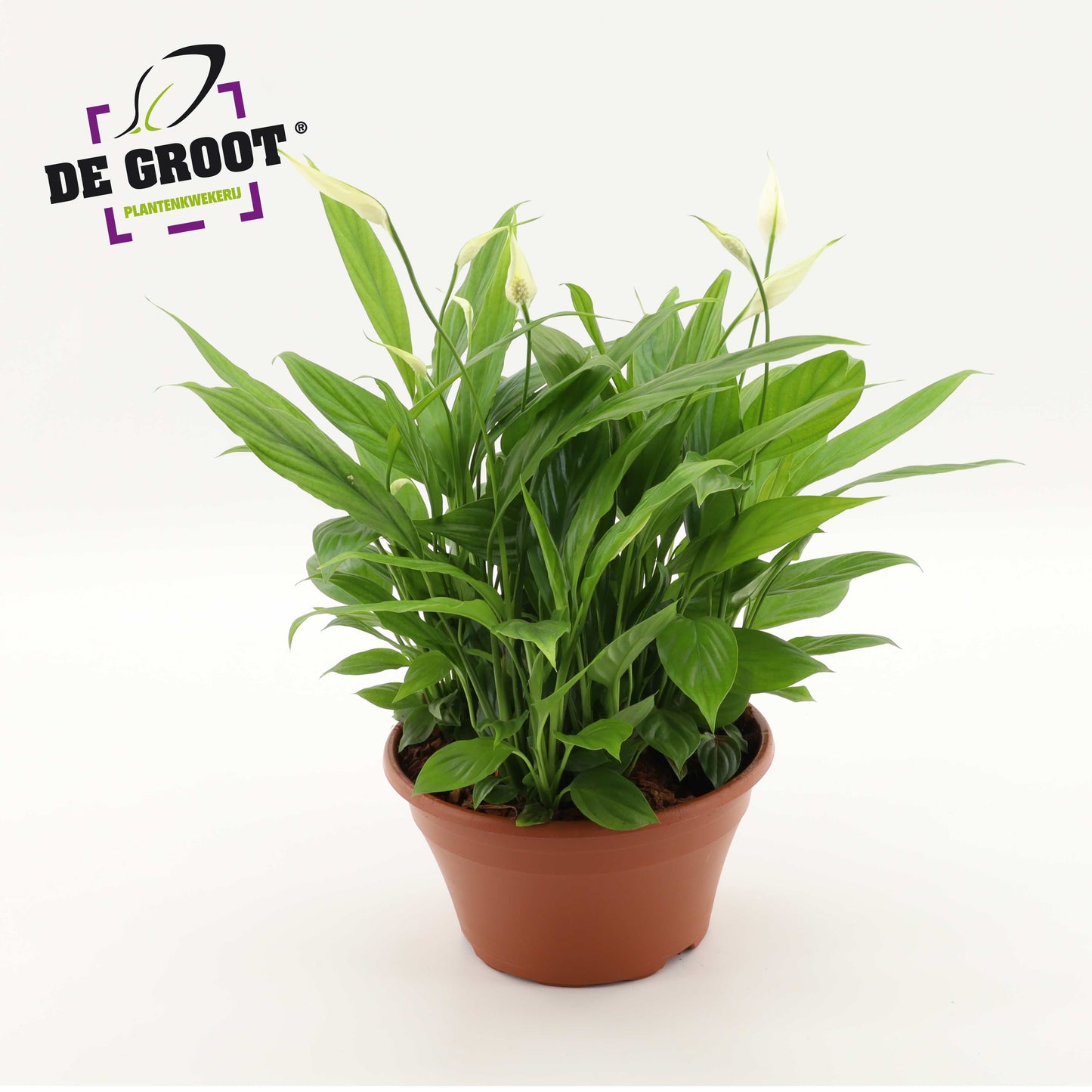 Foliage houseplants mix 45cm 23cm Pot