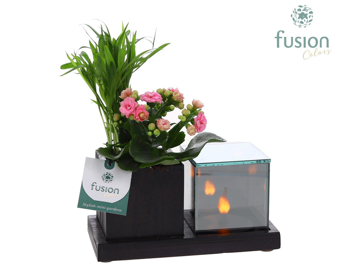Houten Elegant LED planter met Chameadorea en Kalanchoe 2pp 25cm 19cm Pot
