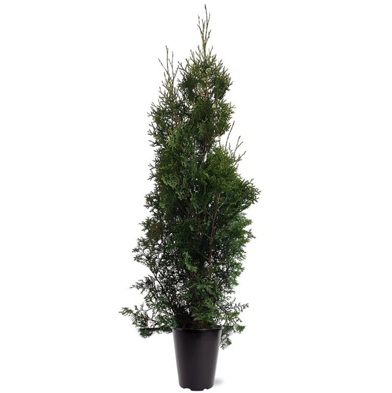 Thuja occidentalis 125cm 21cm Pot