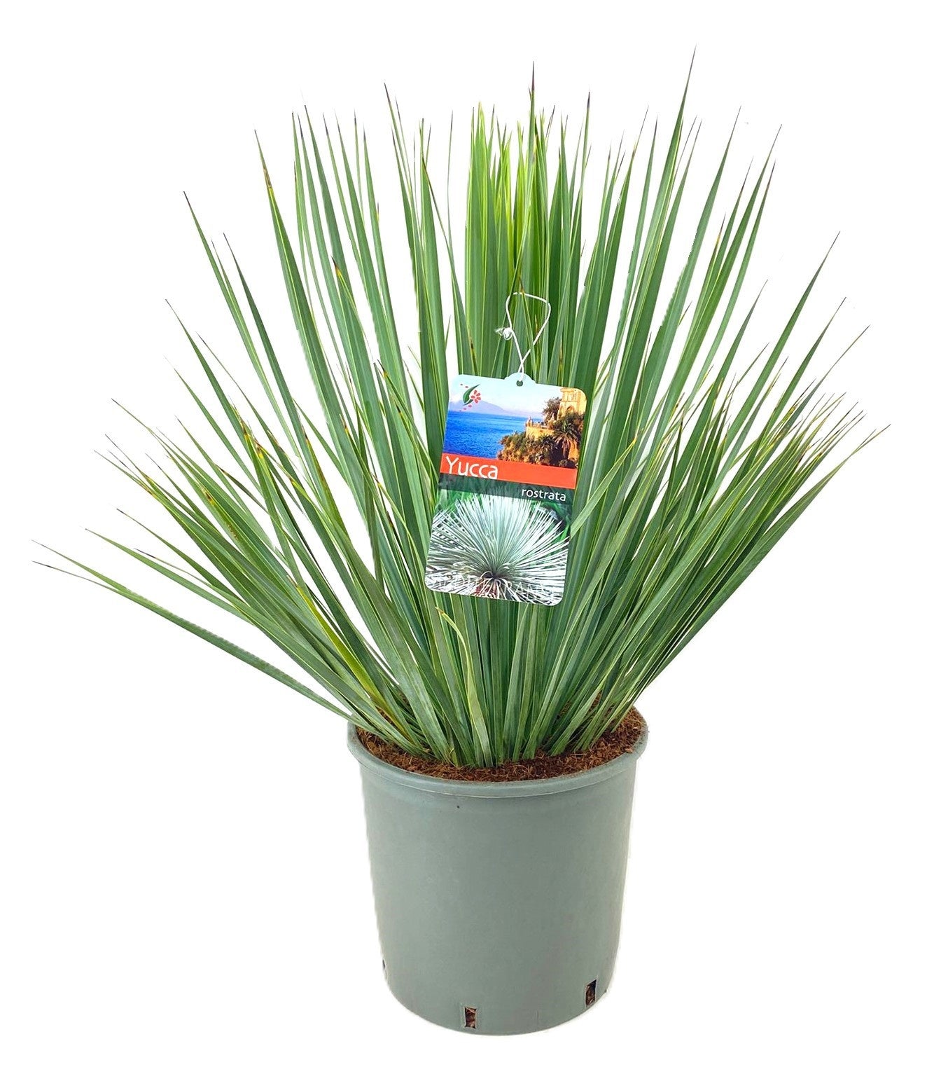 Yucca rostrata 80cm 27cm Pot