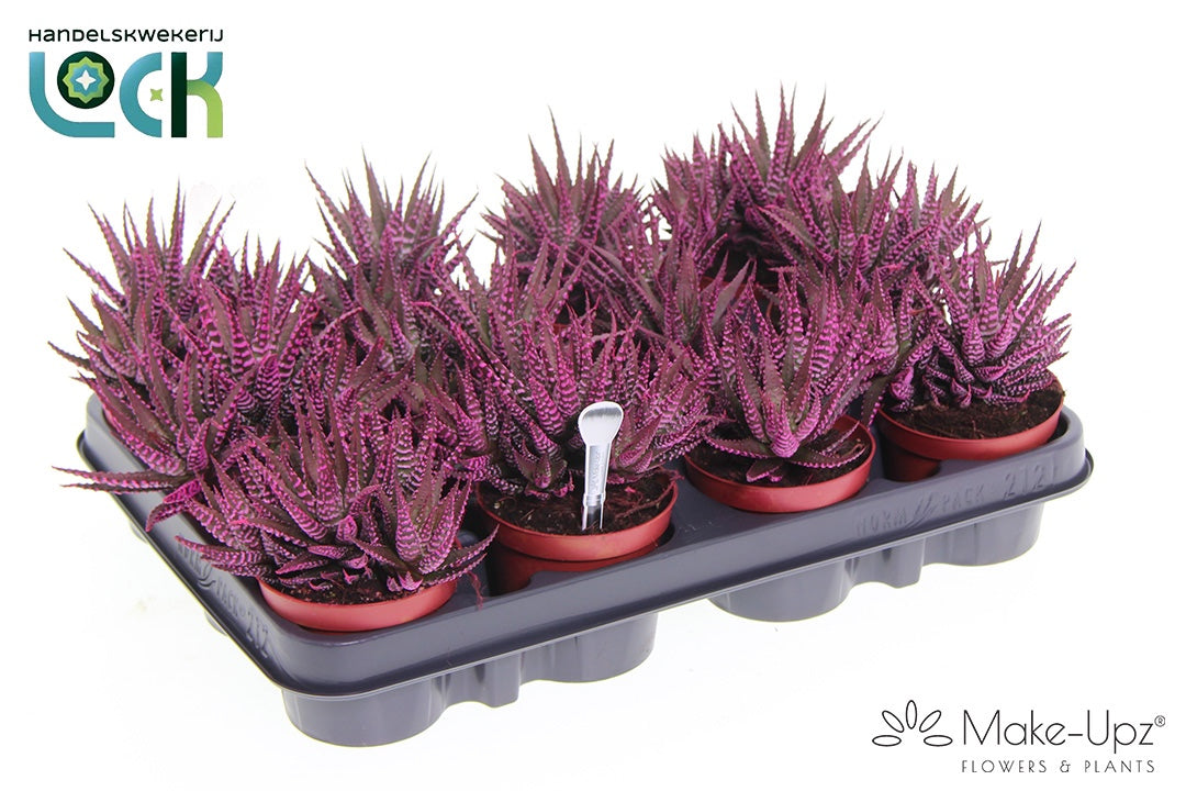 Haworthia Big Band Make Upz pink 12cm Special Pot (508)