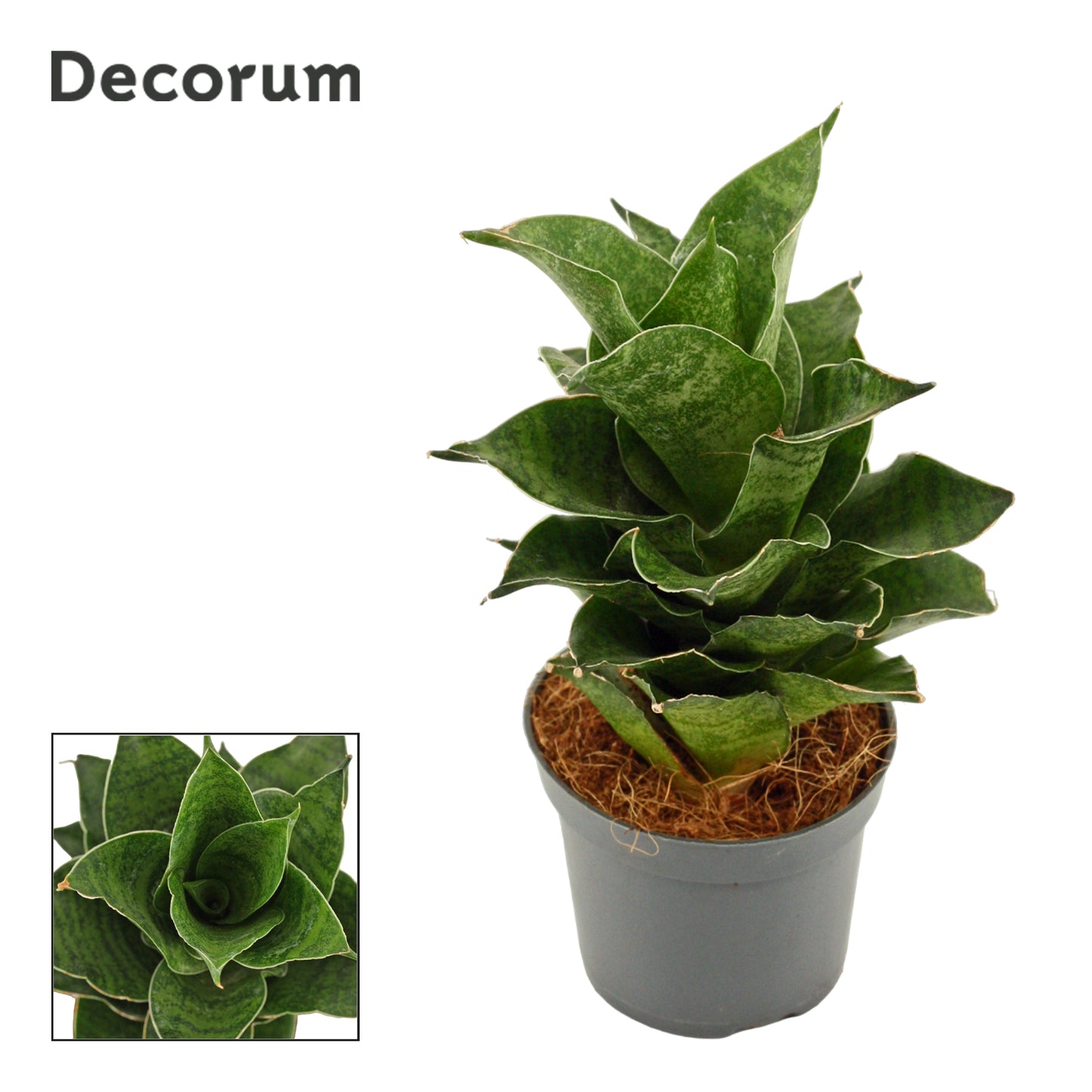 Sansevieria 14cm 6cm Pot