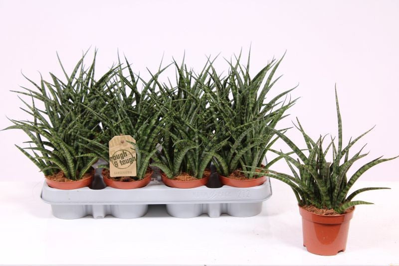 Sansevieria Fernwood 25cm 9cm Pot