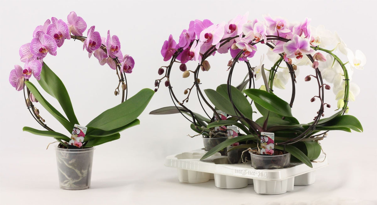 Phalaenopsis mix 45cm 12cm Pot