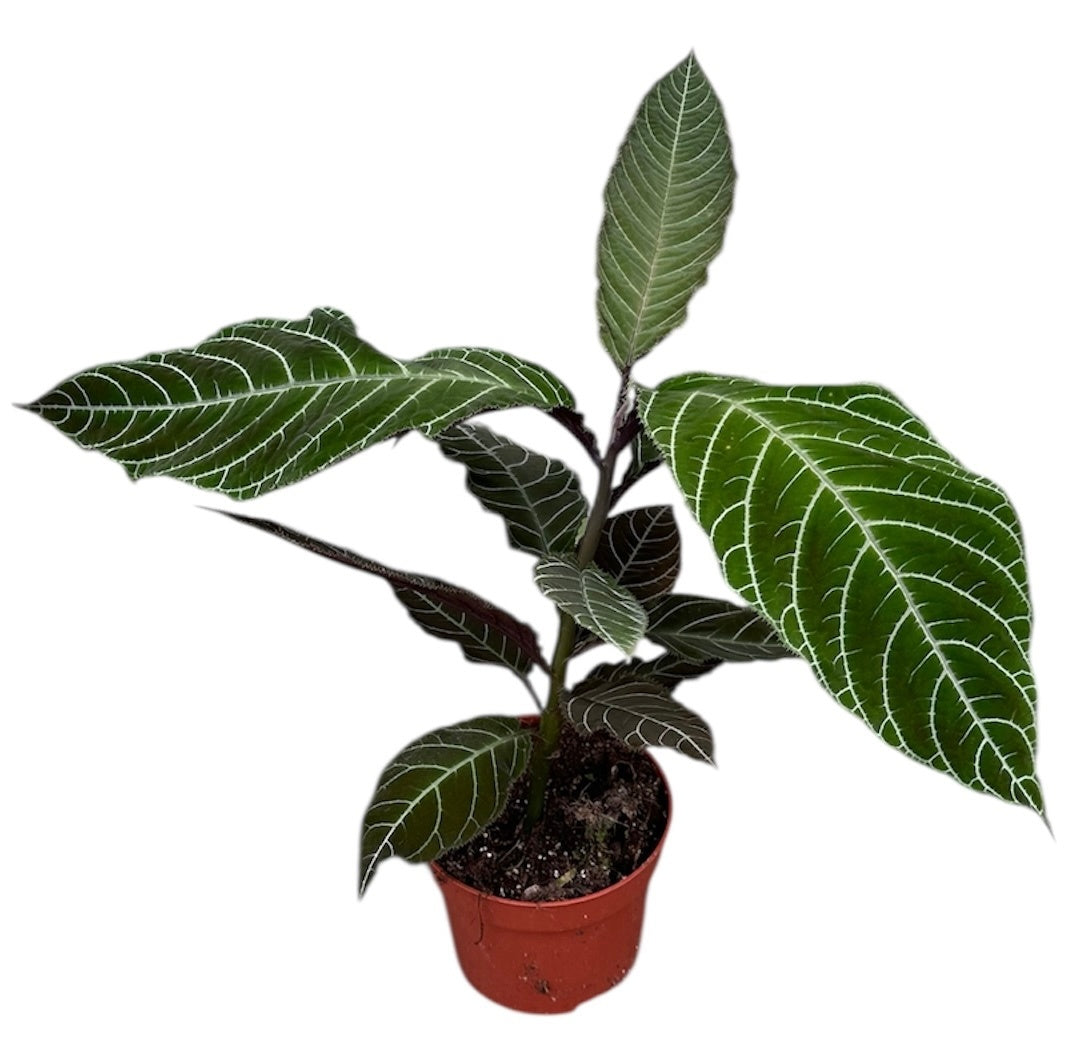 Labisia Gigantifolia 15cm 510cm Pot