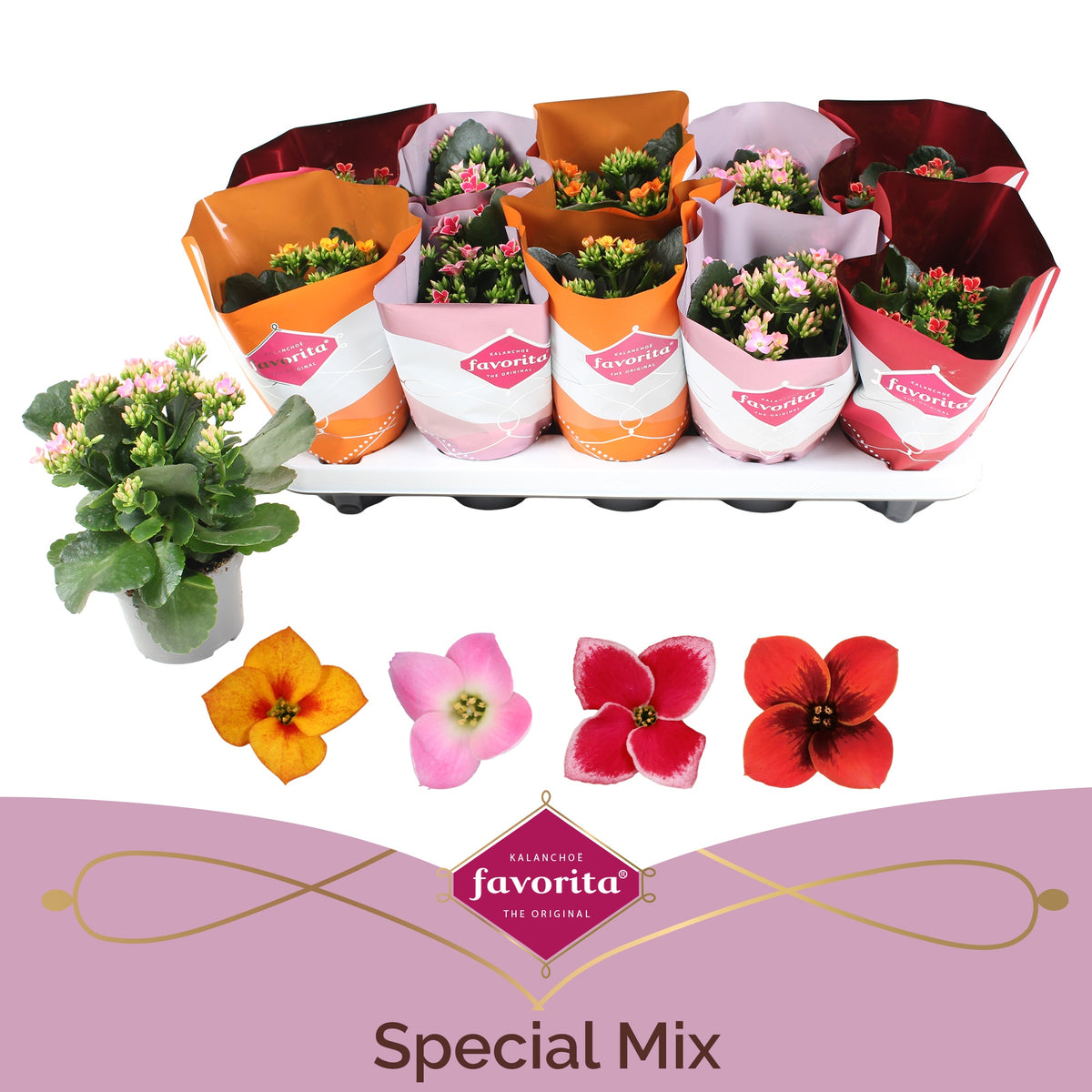 Kalanchoe mix bicolor 25cm 10.5cm Pot