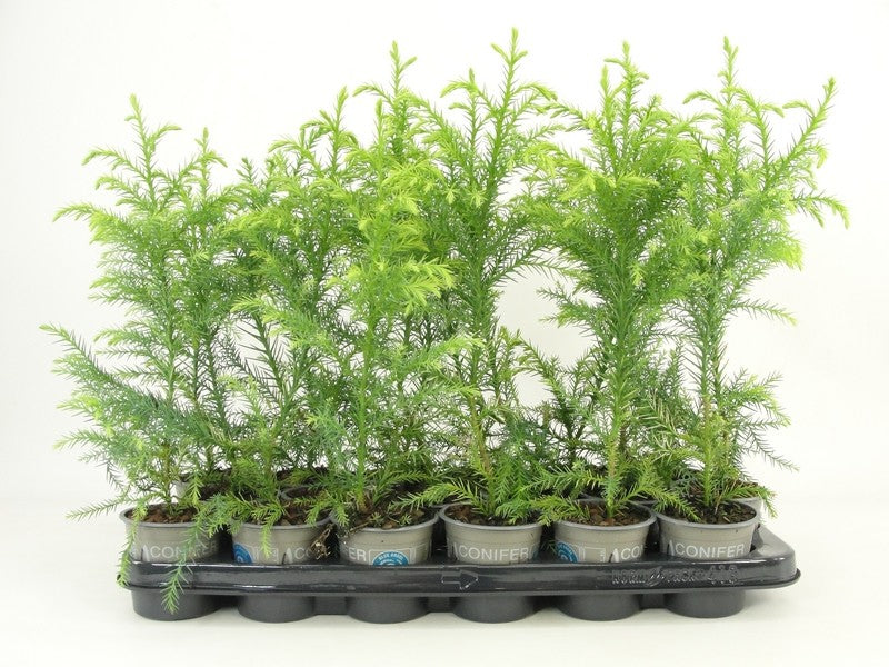 Cryptomeria Sekkan 30cm 9cm Pot