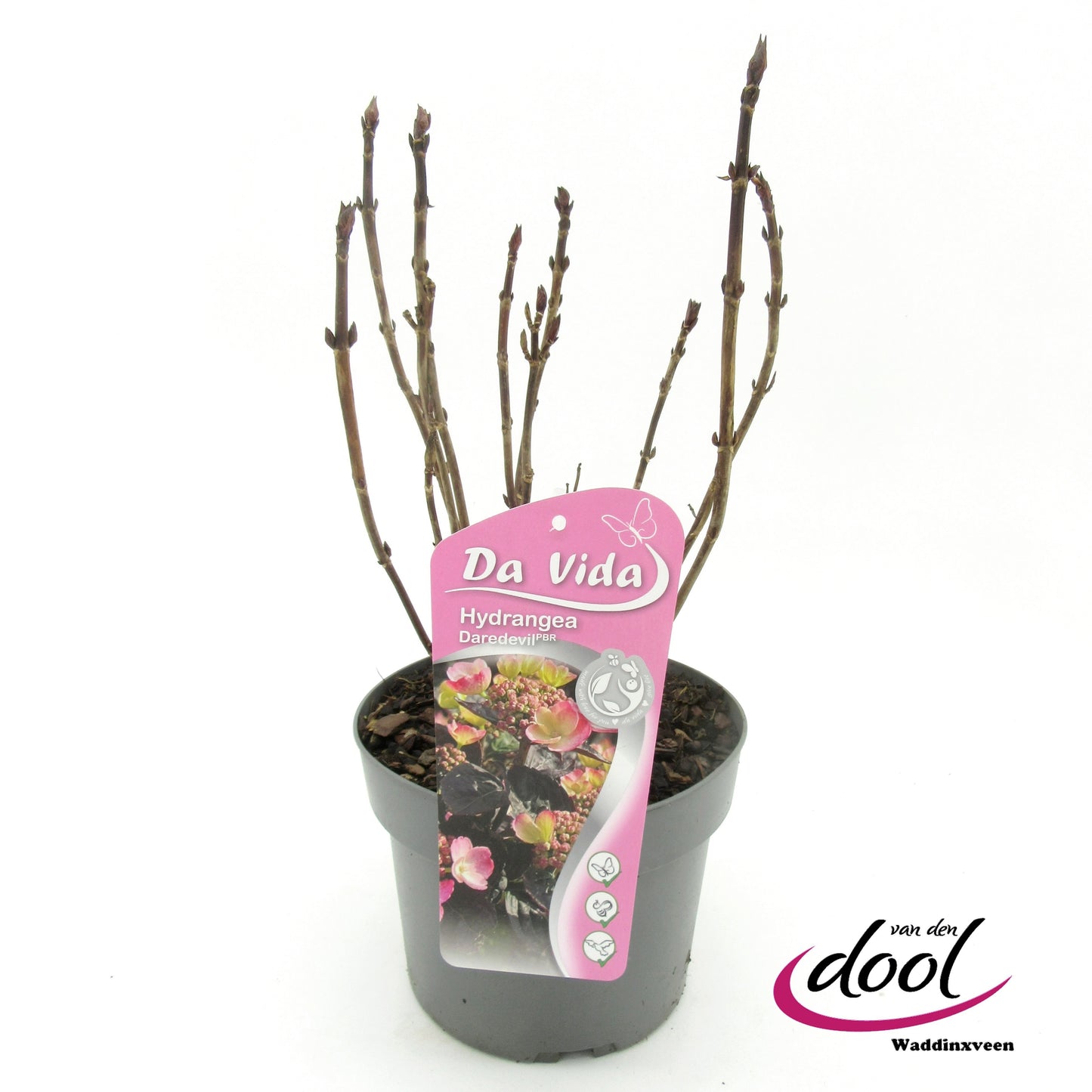 Hydrangea serrata 50cm 19cm Pot