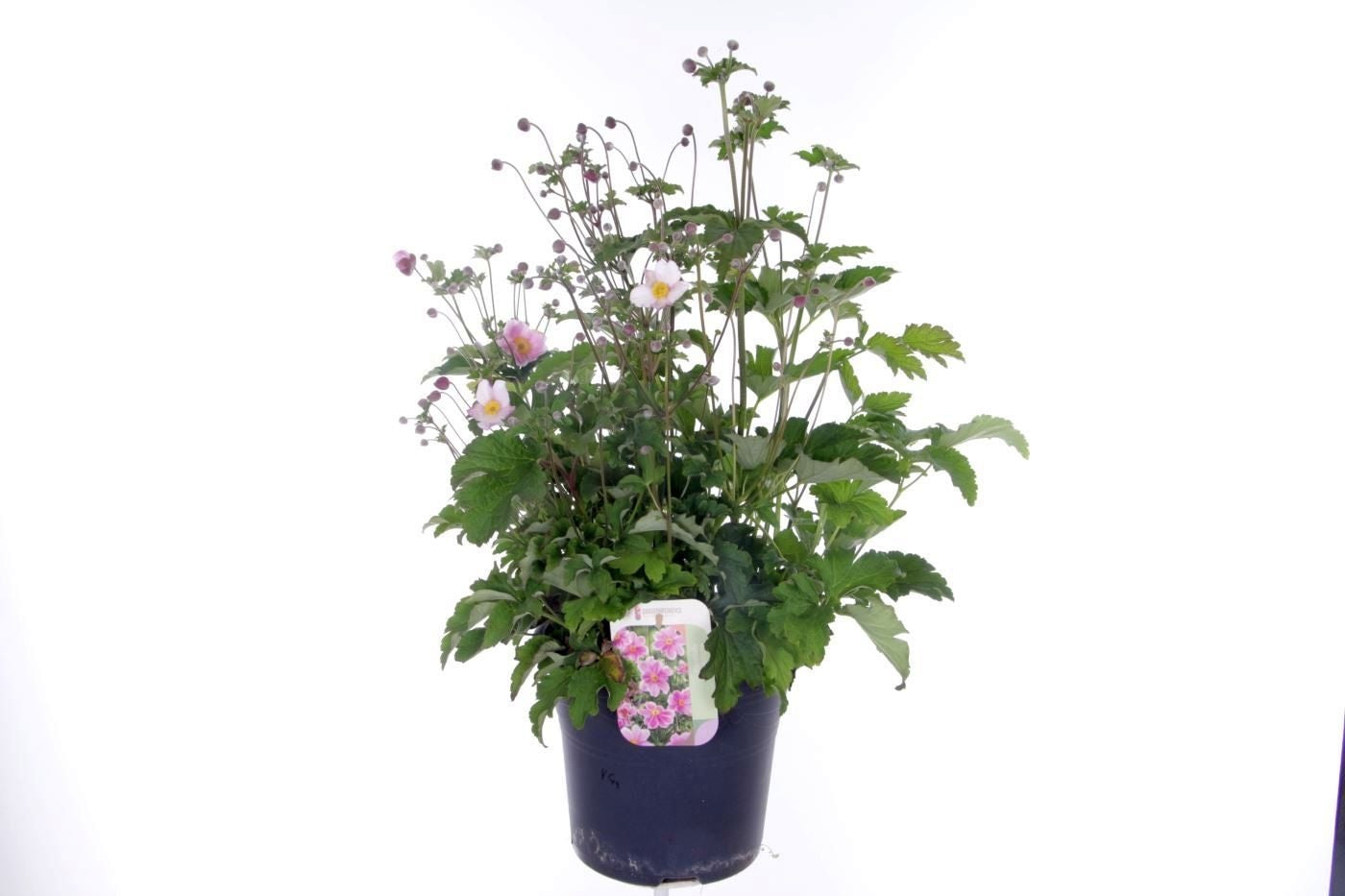 Anemone hupehensis 80cm 27cm Pot