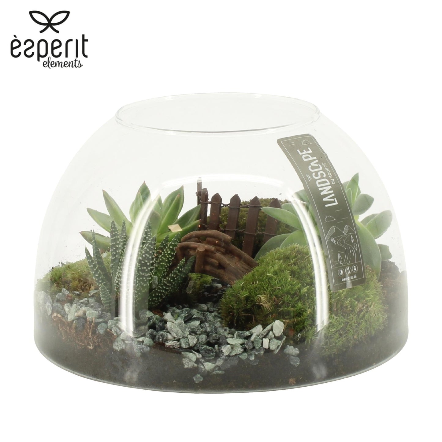 indoor-arrangement-14cm-24cm-pot