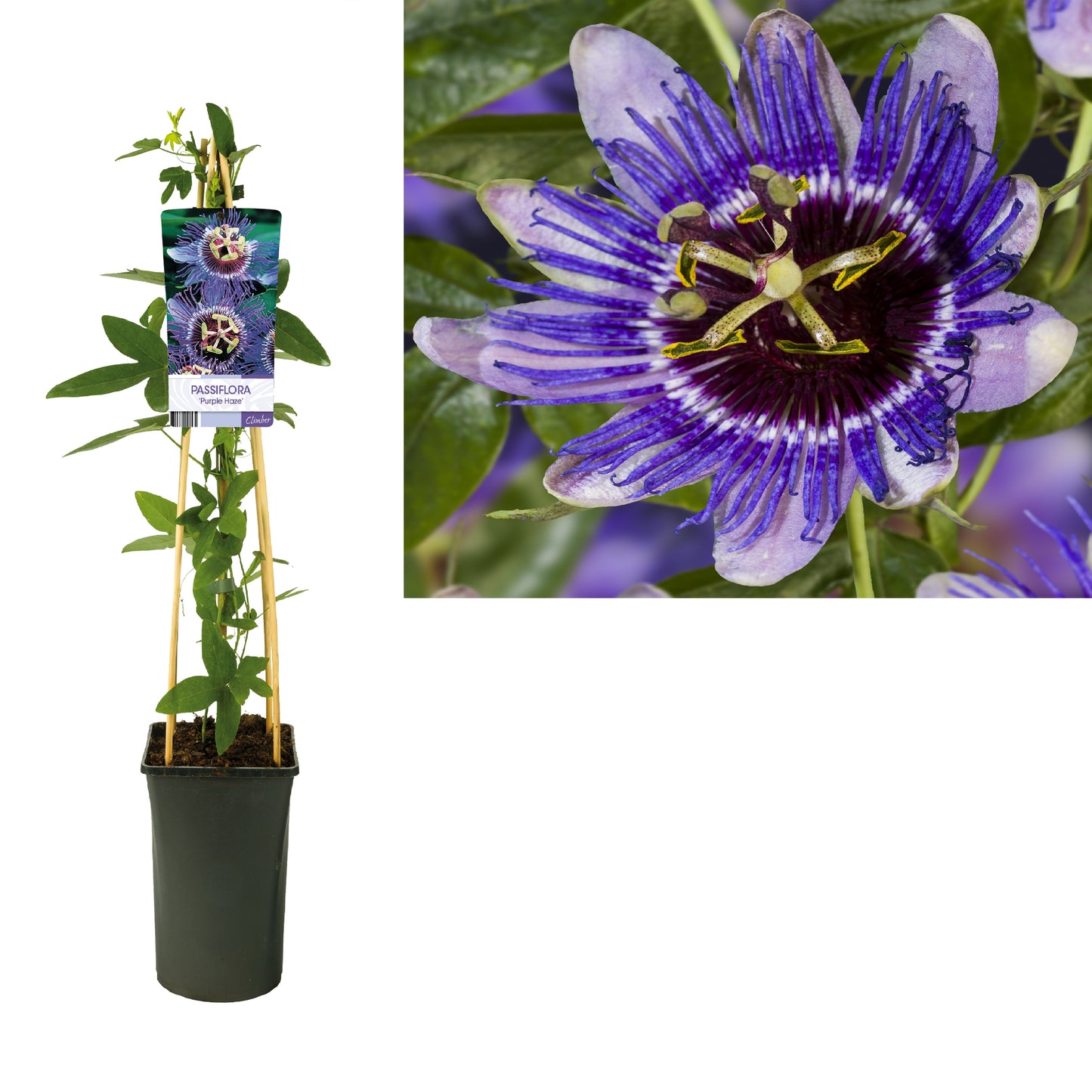 Passiflora Purple Haze 75cm 17cm Pot