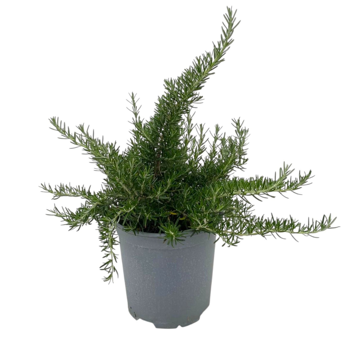 Rosmarinus officinalis Prostratus 35cm 18cm Pot