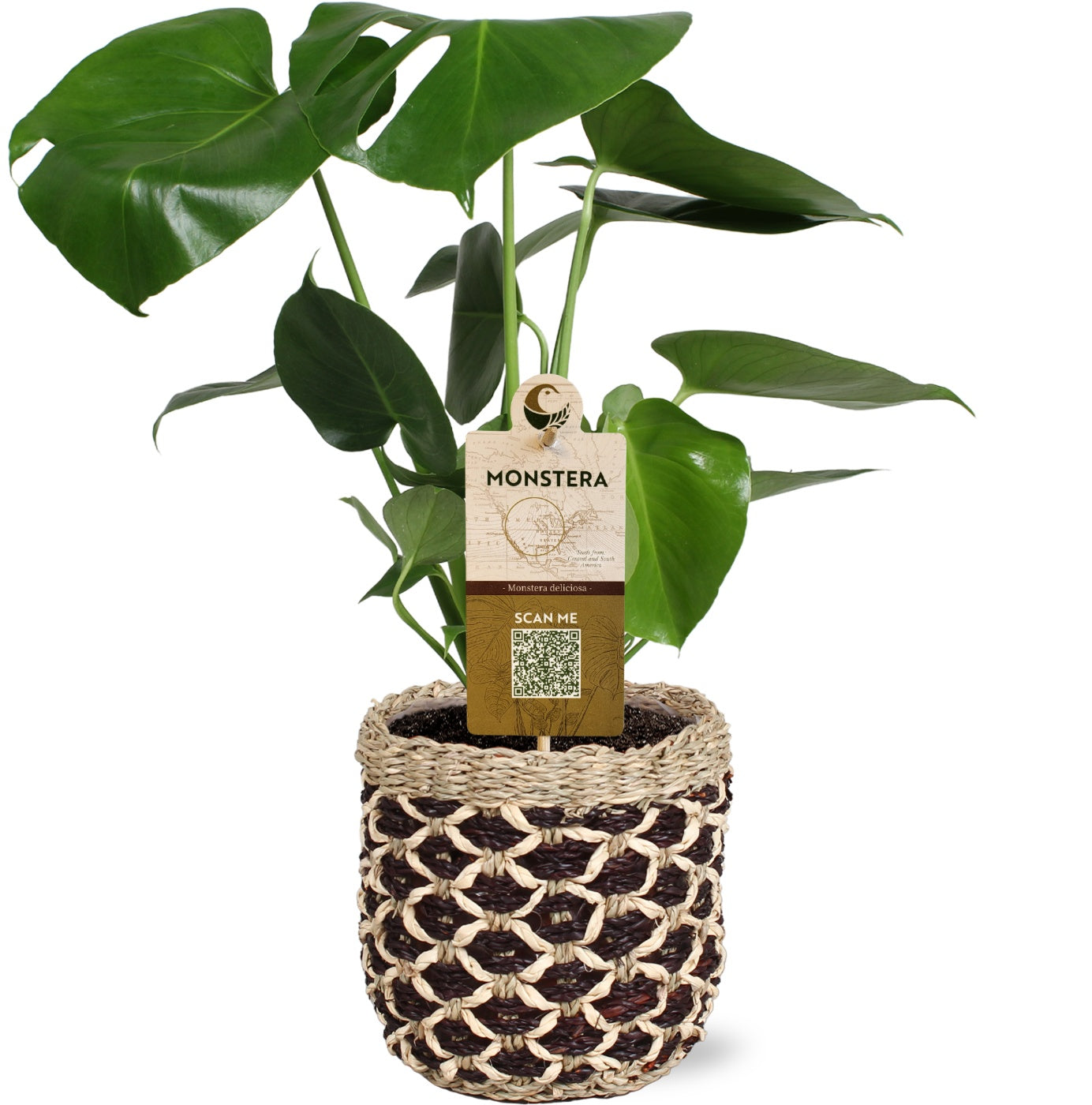 Monstera deliciosa 50cm 15cm Pot