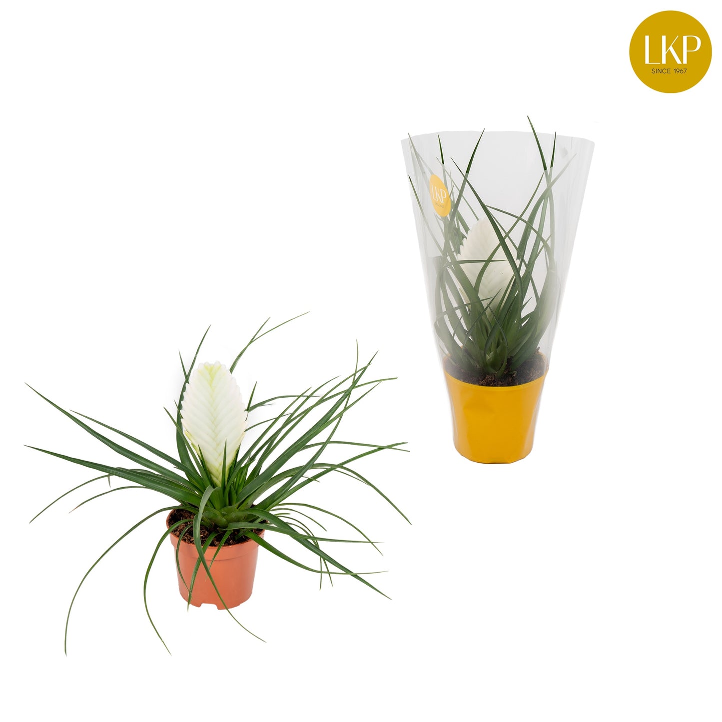 Tillandsia Biancini 30cm 9cm Pot
