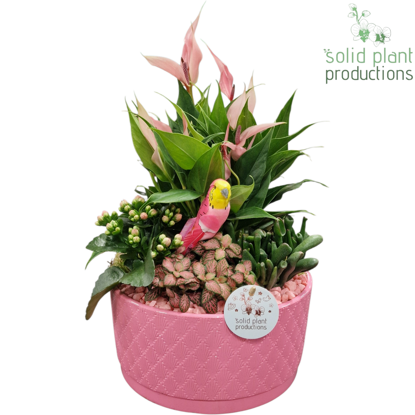 arr. AT004 Pink 42cm 22cm Pot