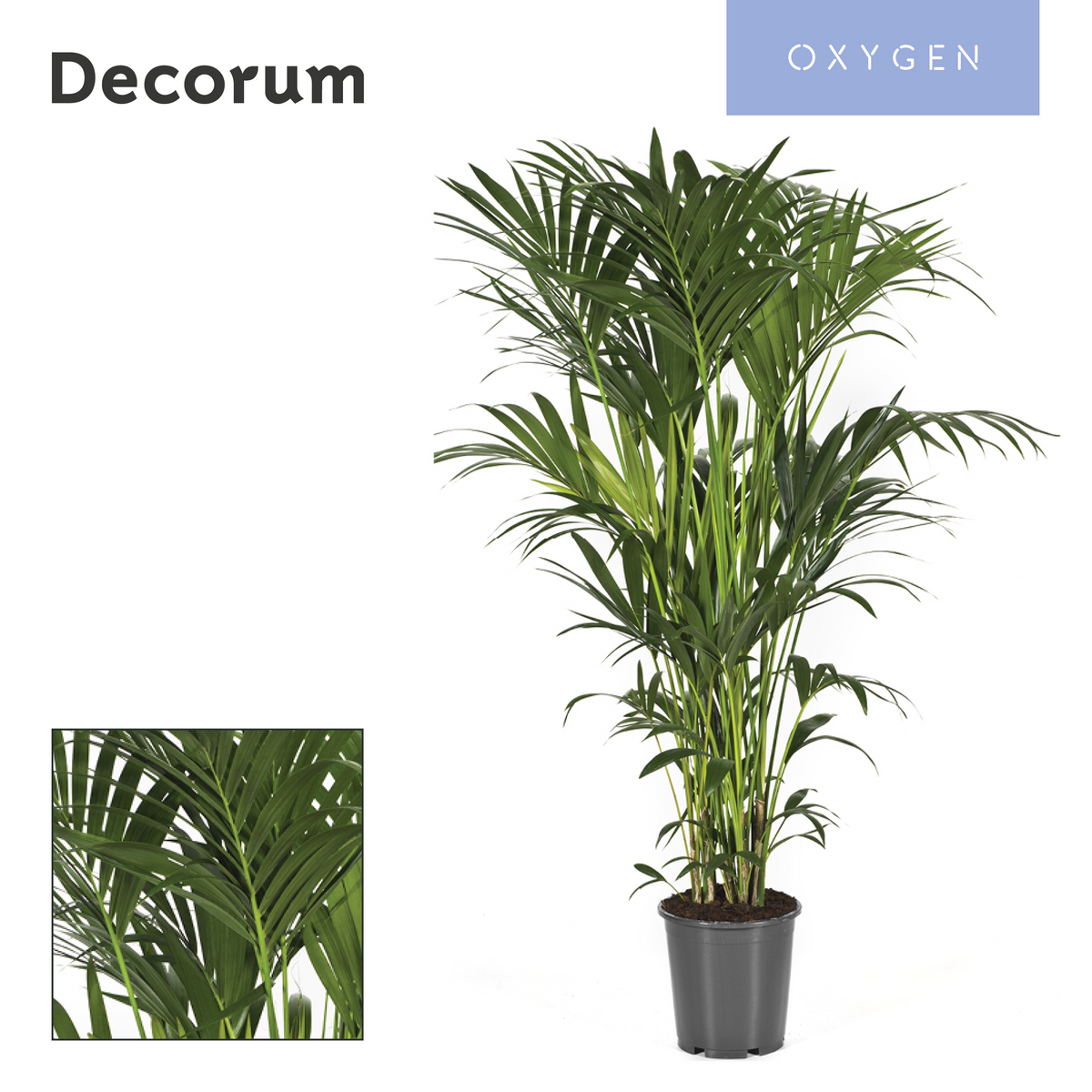 Howea forsteriana 160cm 27cm Pot