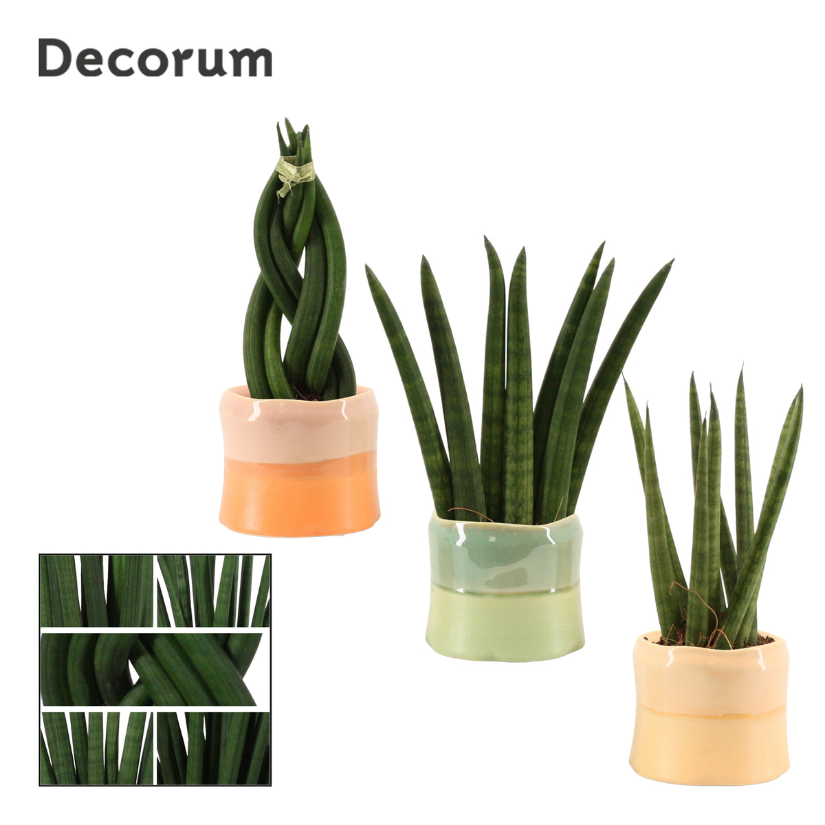 Sansevieria cylindrica 16cm 6cm Pot