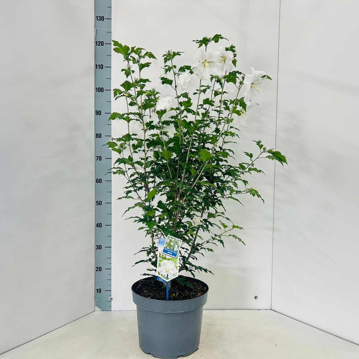 Hibiscus syriacus mix 115cm 29cm Pot