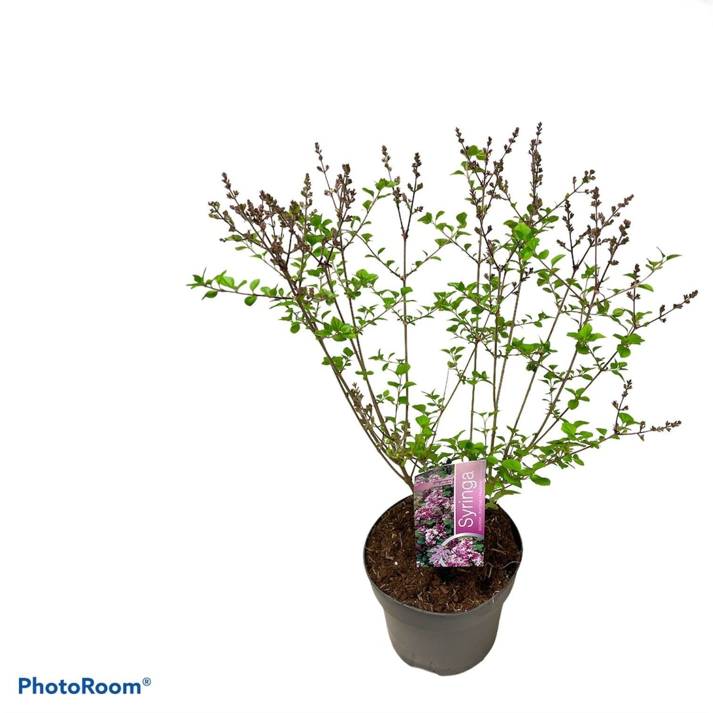 Syringa meyeri Palibin 60cm 19cm Pot