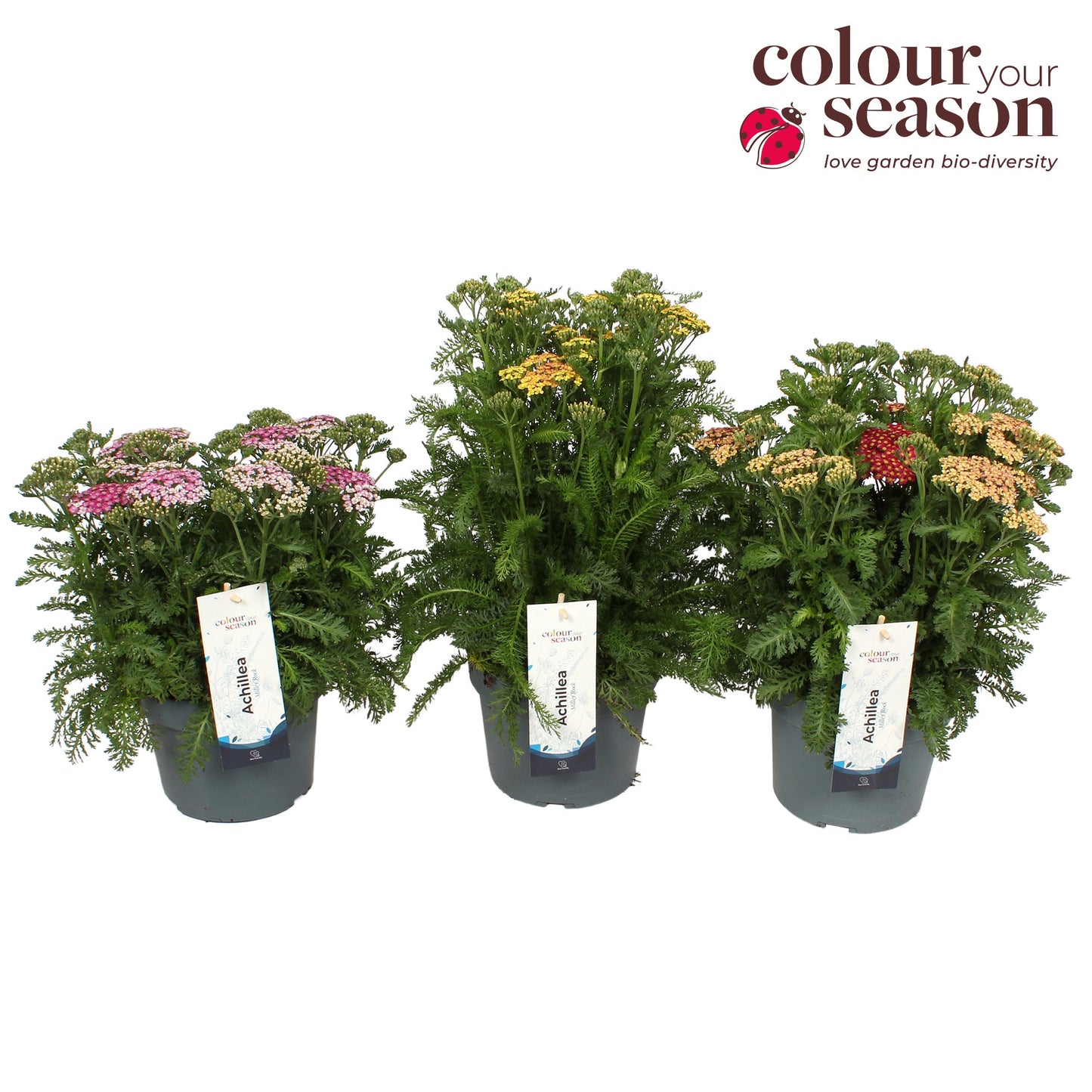 Achillea mil. Milly Rock mix 50cm 19cm Pot