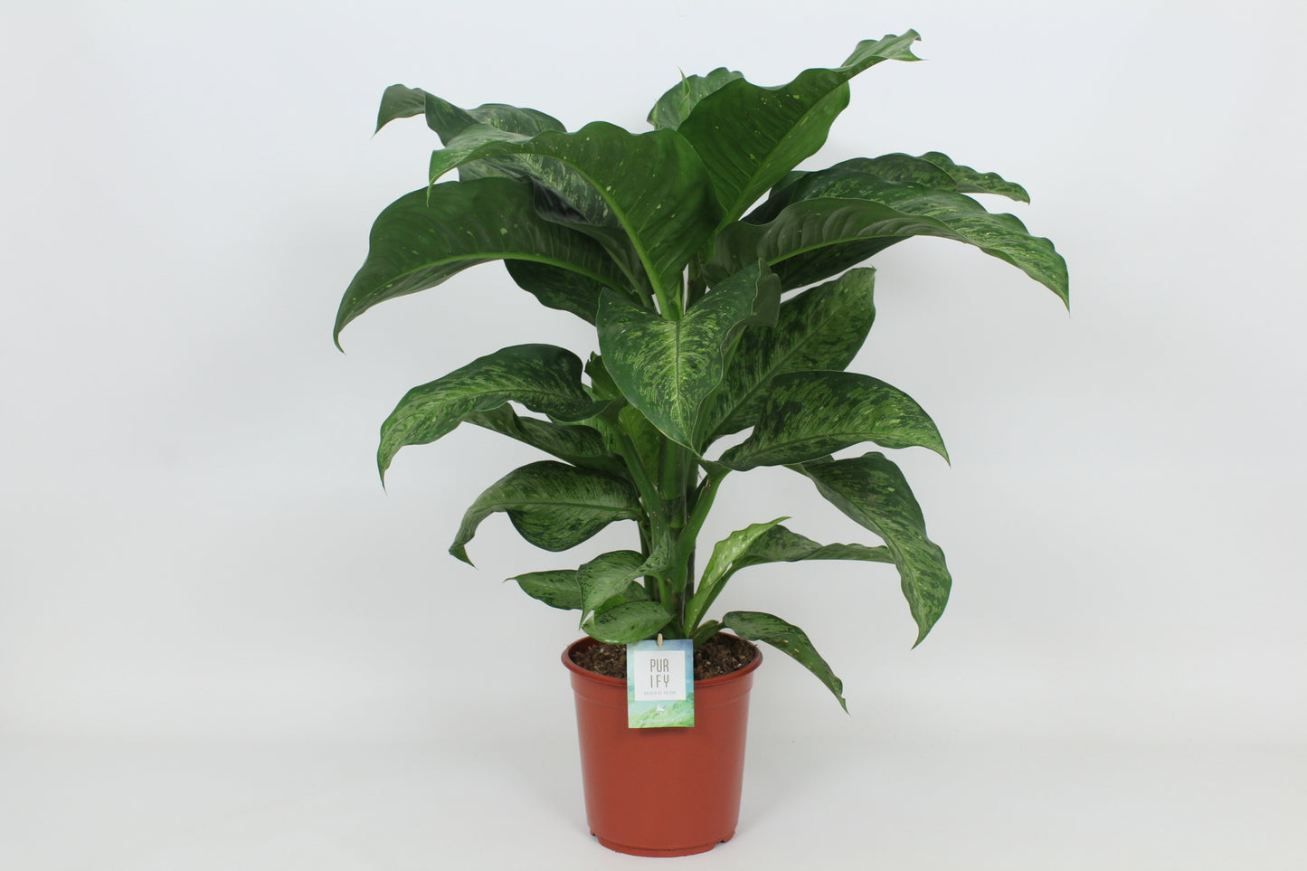 Elstgeest Potplanten Dieffenbachia Memoria Corsii Pack of 3