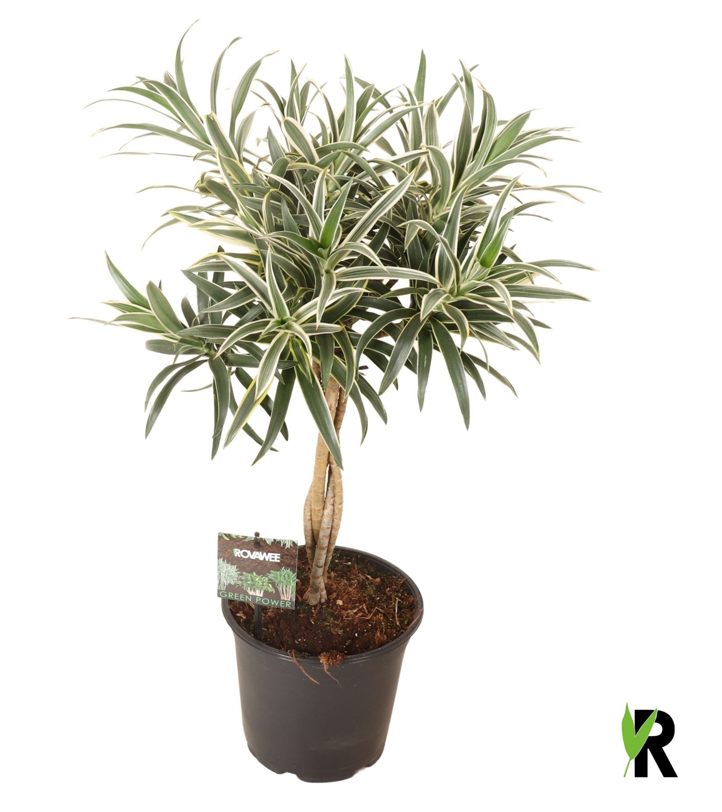 Dracaena reflexa 70cm 19cm Pot