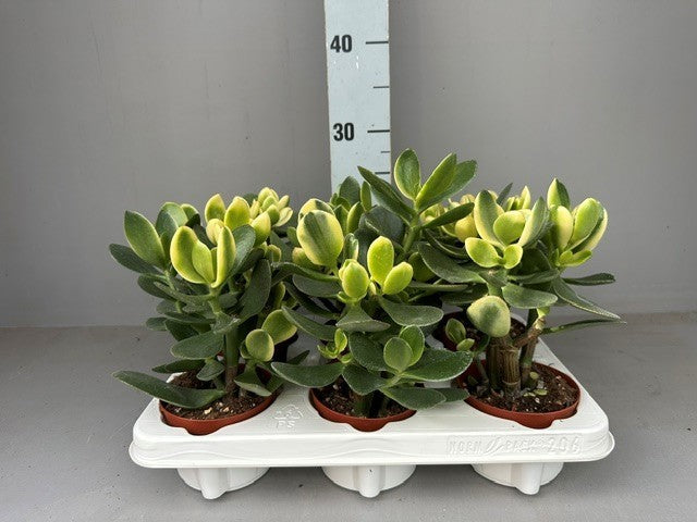 Crassula ovata 20cm 12cm Pot