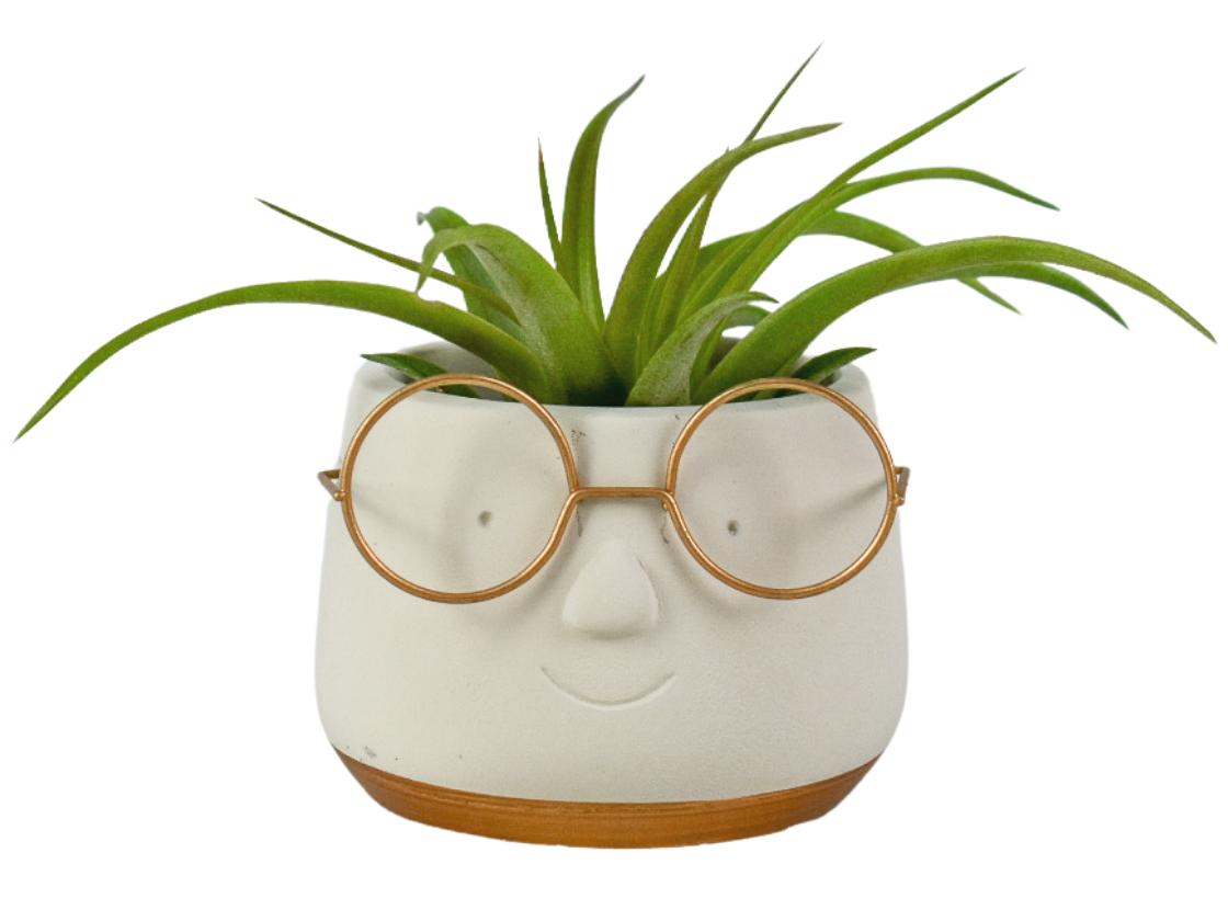 tillandsia-golden-dude-15cm-8cm-pot