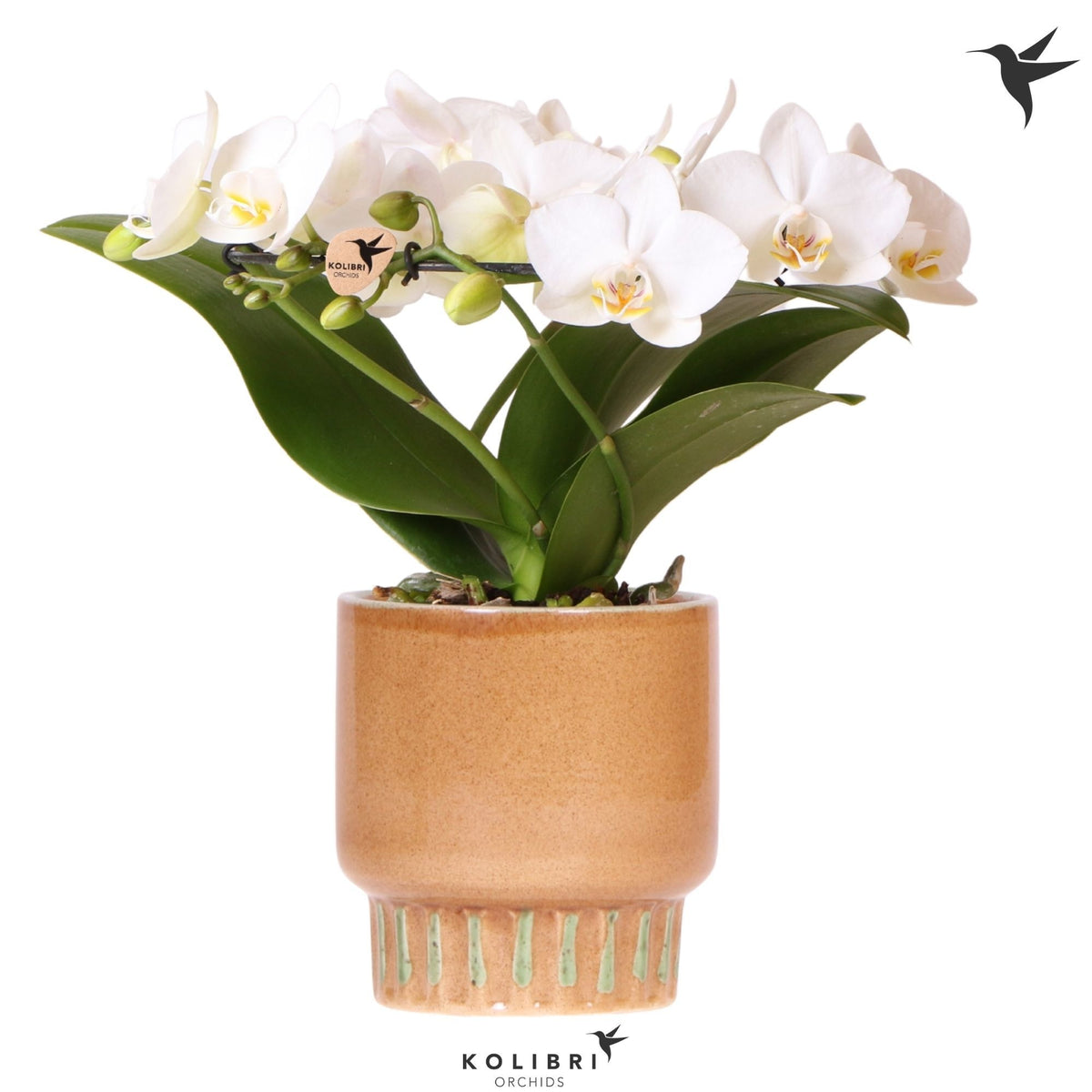 Phalaenopsis multiflora white 30cm 9cm Pot
