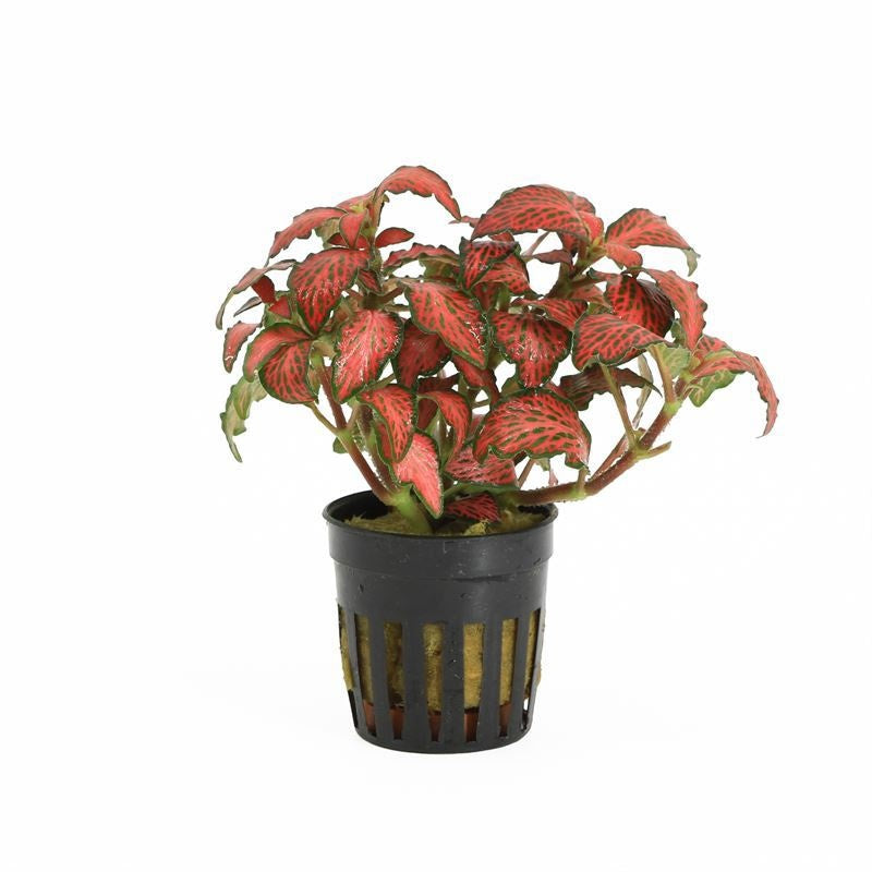 Waterplkw R. Moerings Fittonia white/green (Aqua) Pack of 6