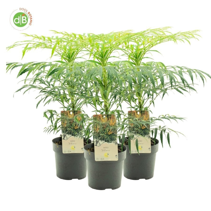 Mahonia 45cm 19cm Pot