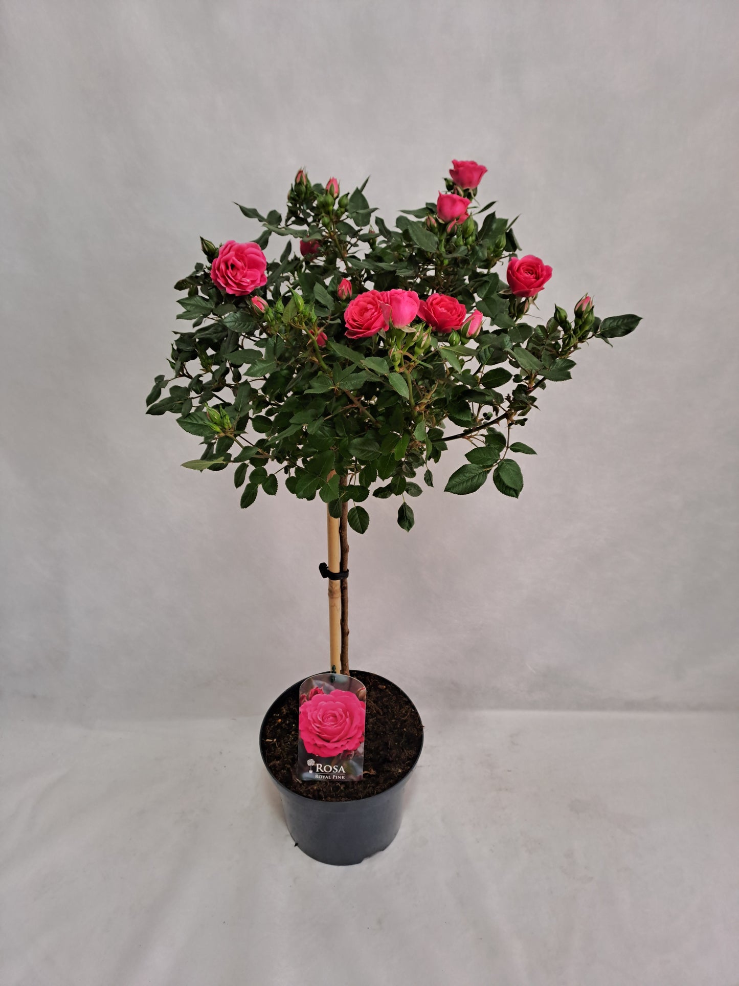 Roses standard 100cm 23cm Pot