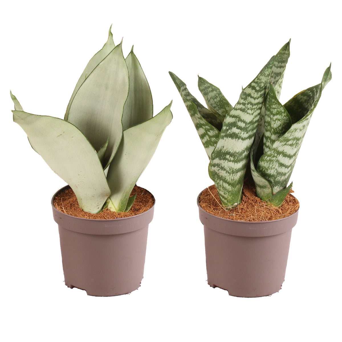 Sansevieria trifasciata 30cm 12cm Pot