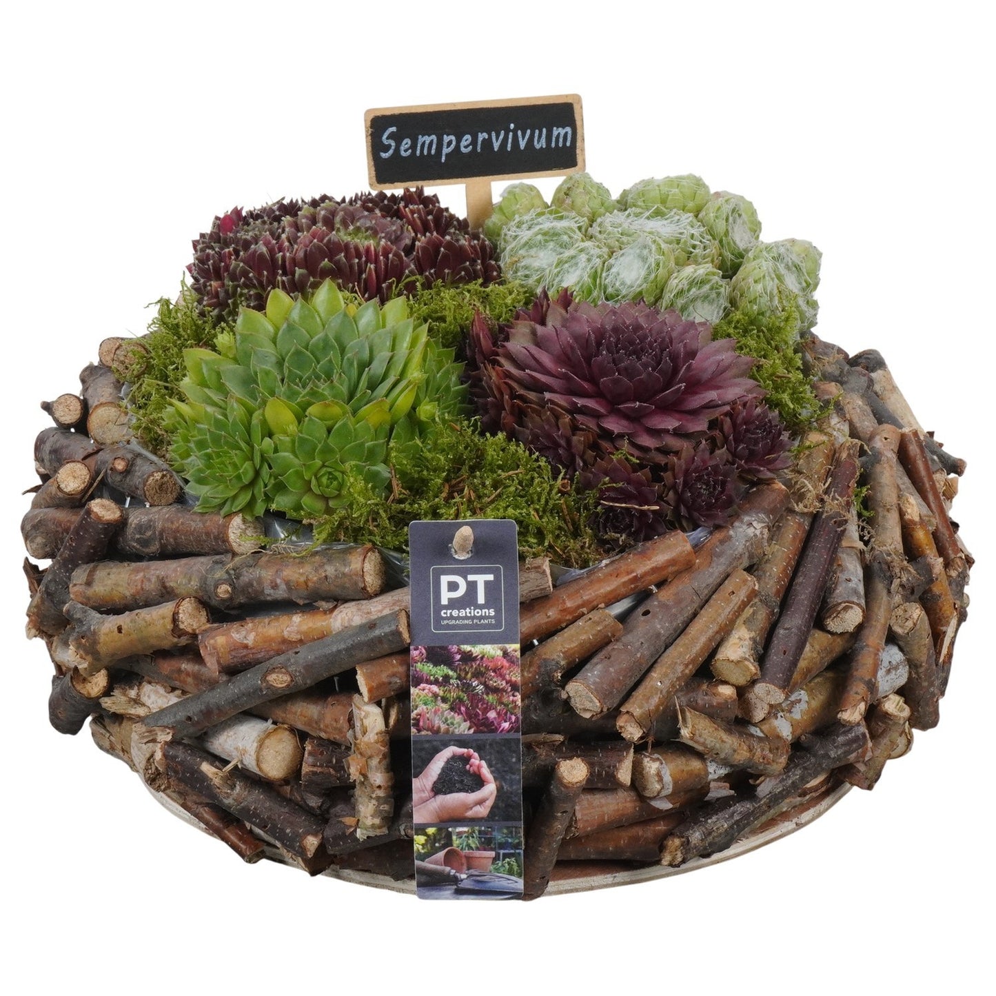 sempervivum-arrangement-19cm-30cm-pot