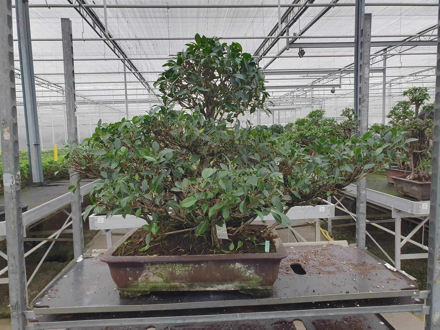 Bonsai Mix 85cm 61cm Pot