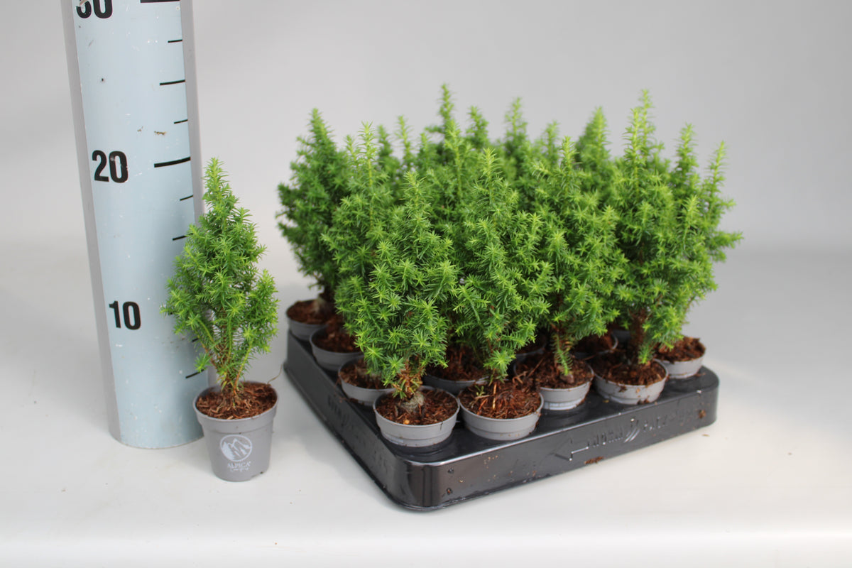Chamaecyparis thy. Alpica 15cm 5.5cm Pot