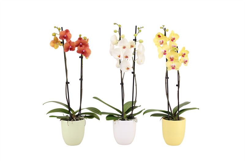 Phalaenopsis mix 60cm 12cm Pot