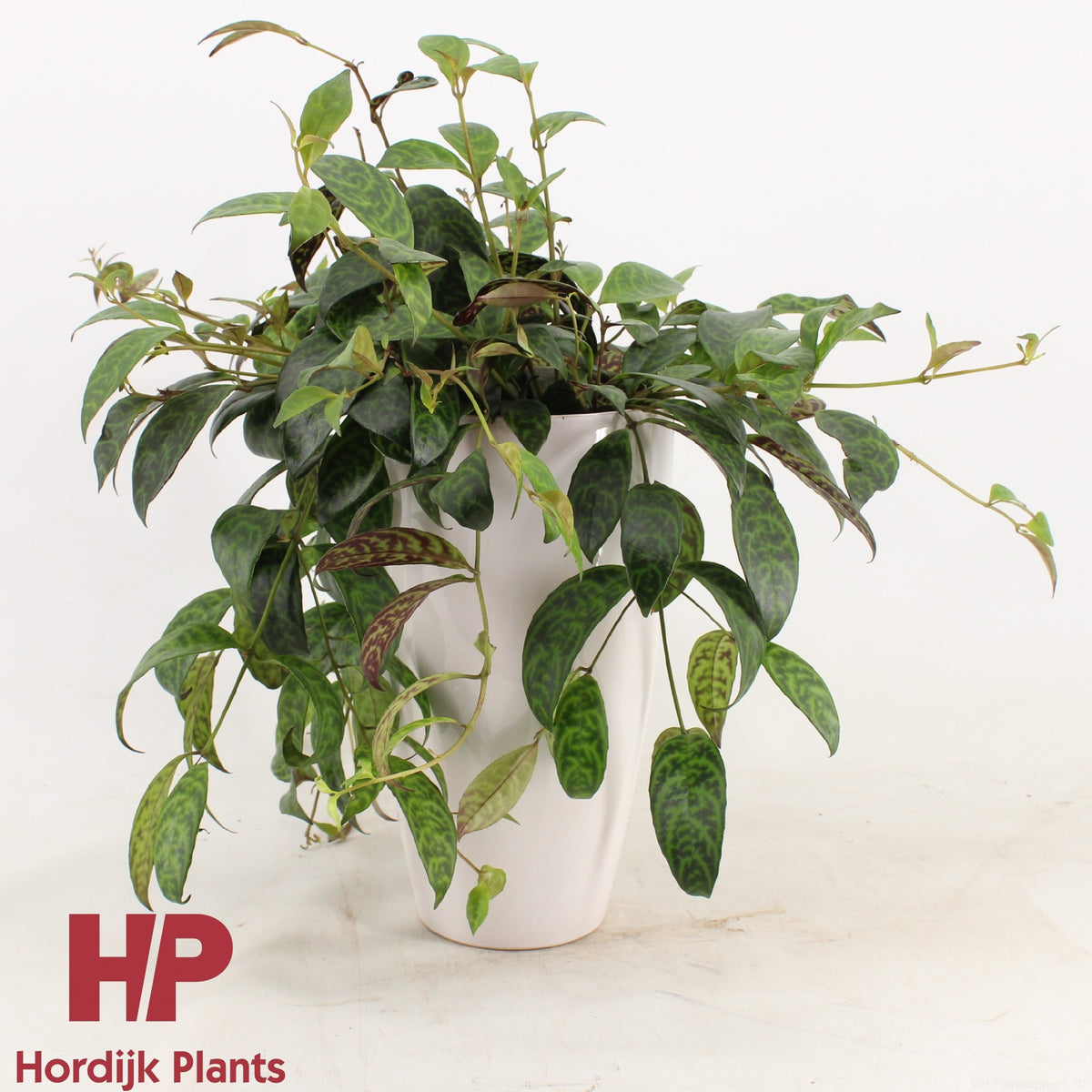 Aeschynanthus marmoratus Hanging Basket 30cm 15cm Pot