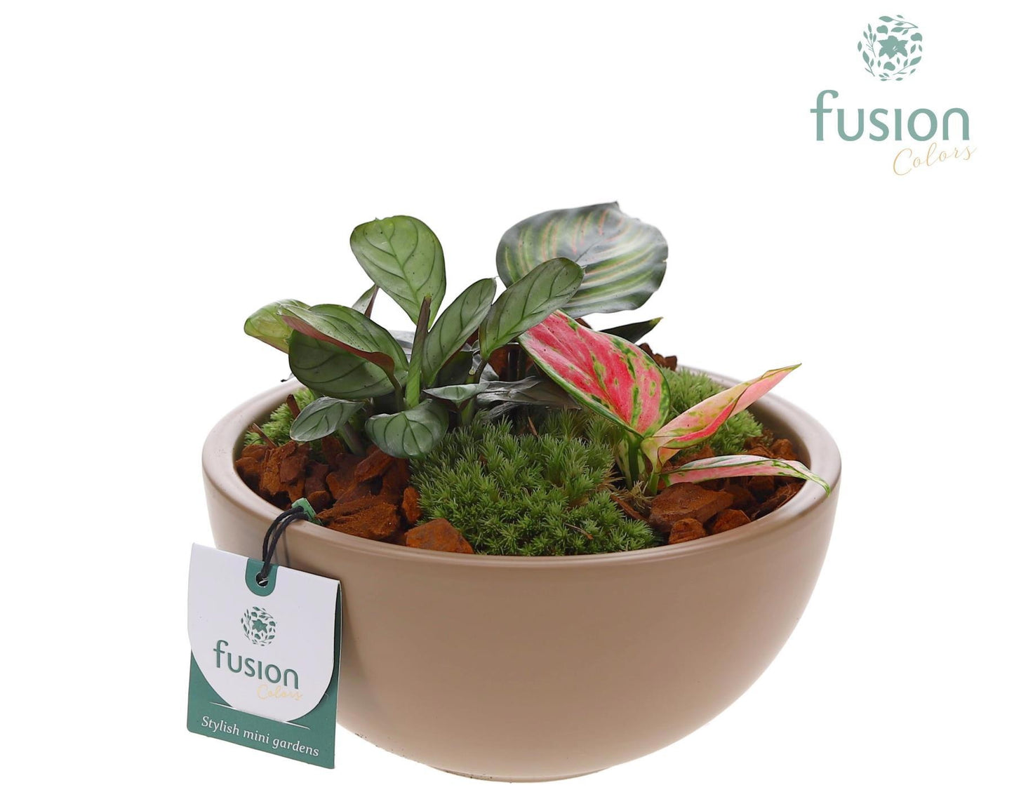 Schaal keramiek Moon Medium blush pink mat met Trendy Groen Planten Arrangement 20cm 18cm Pot