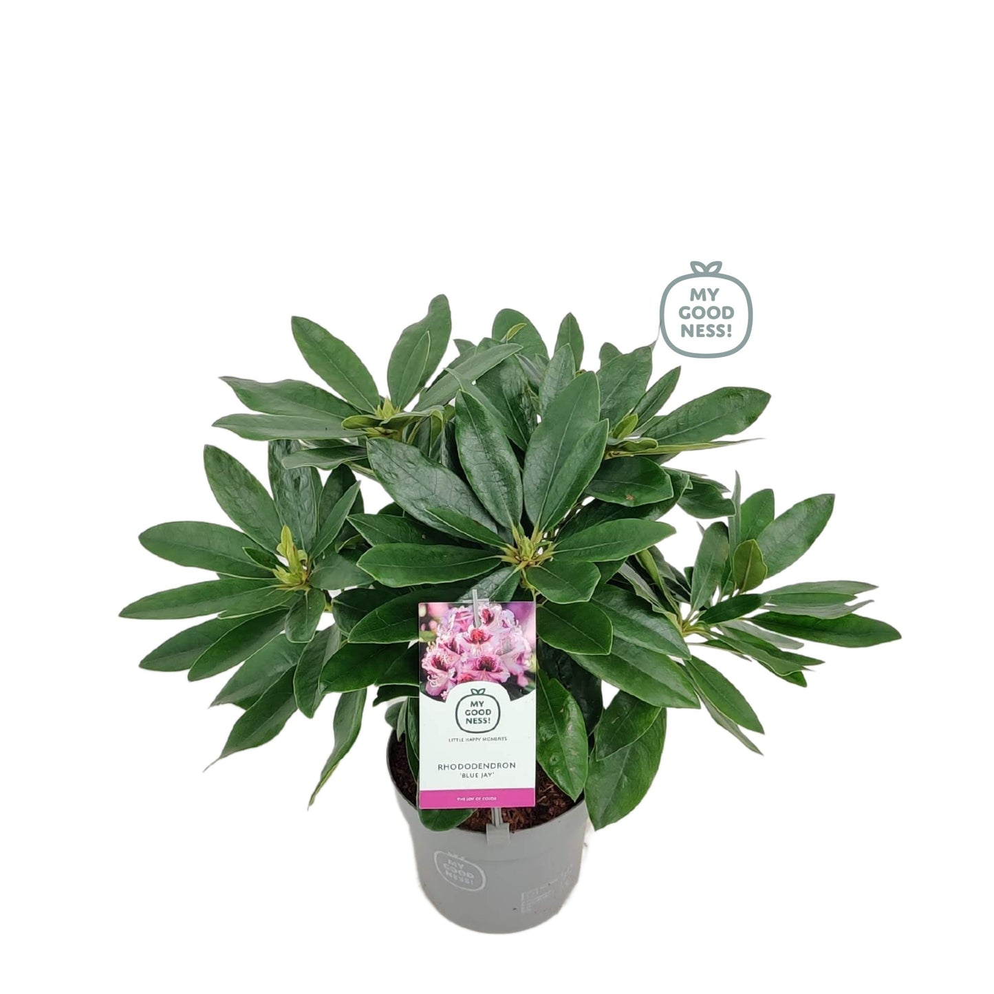 Leybaert BVBA Rhododendron hippophaeoides Pack of 1