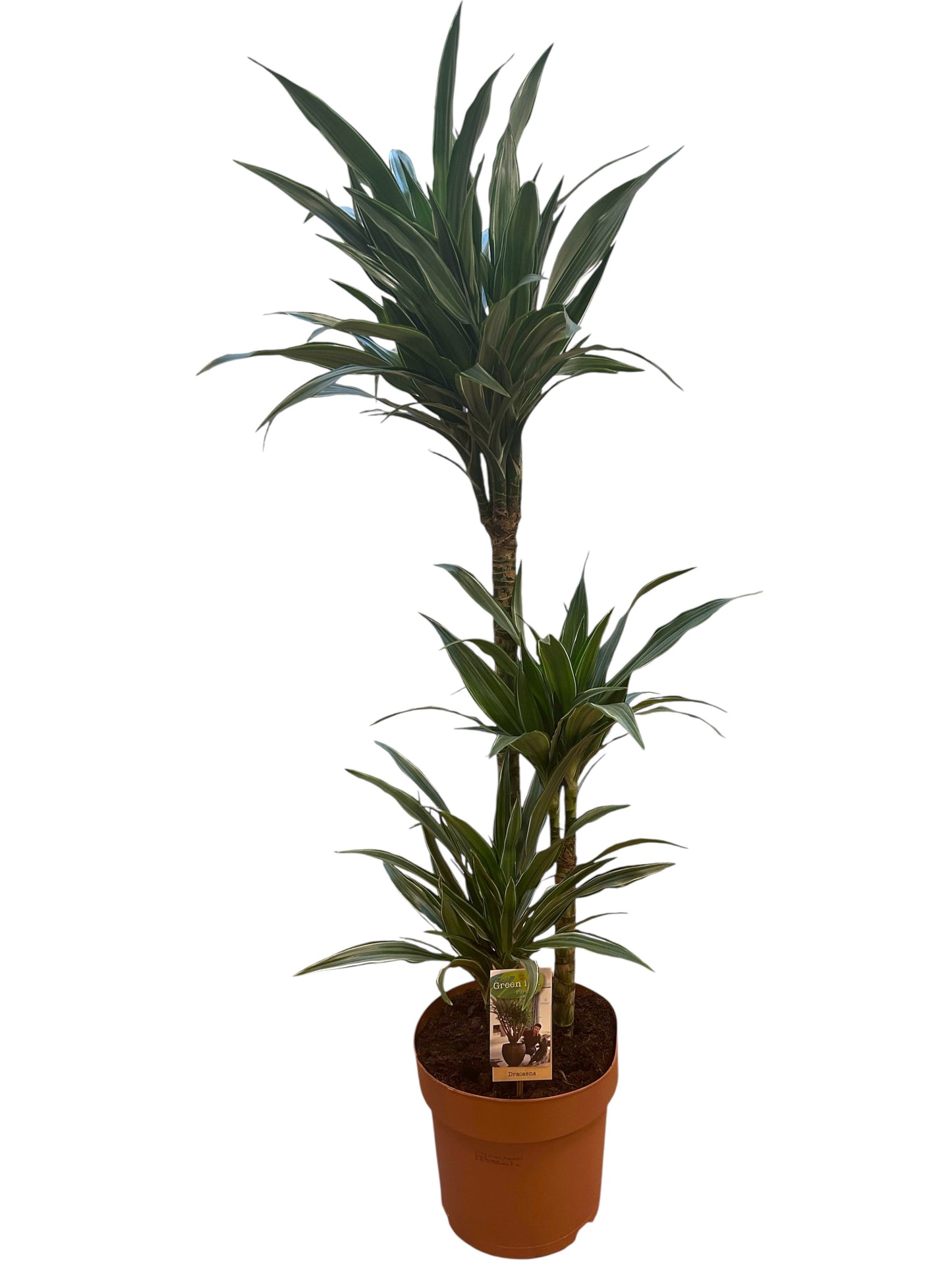 Dracaena fragrans Warneckei 120cm 24cm Pot
