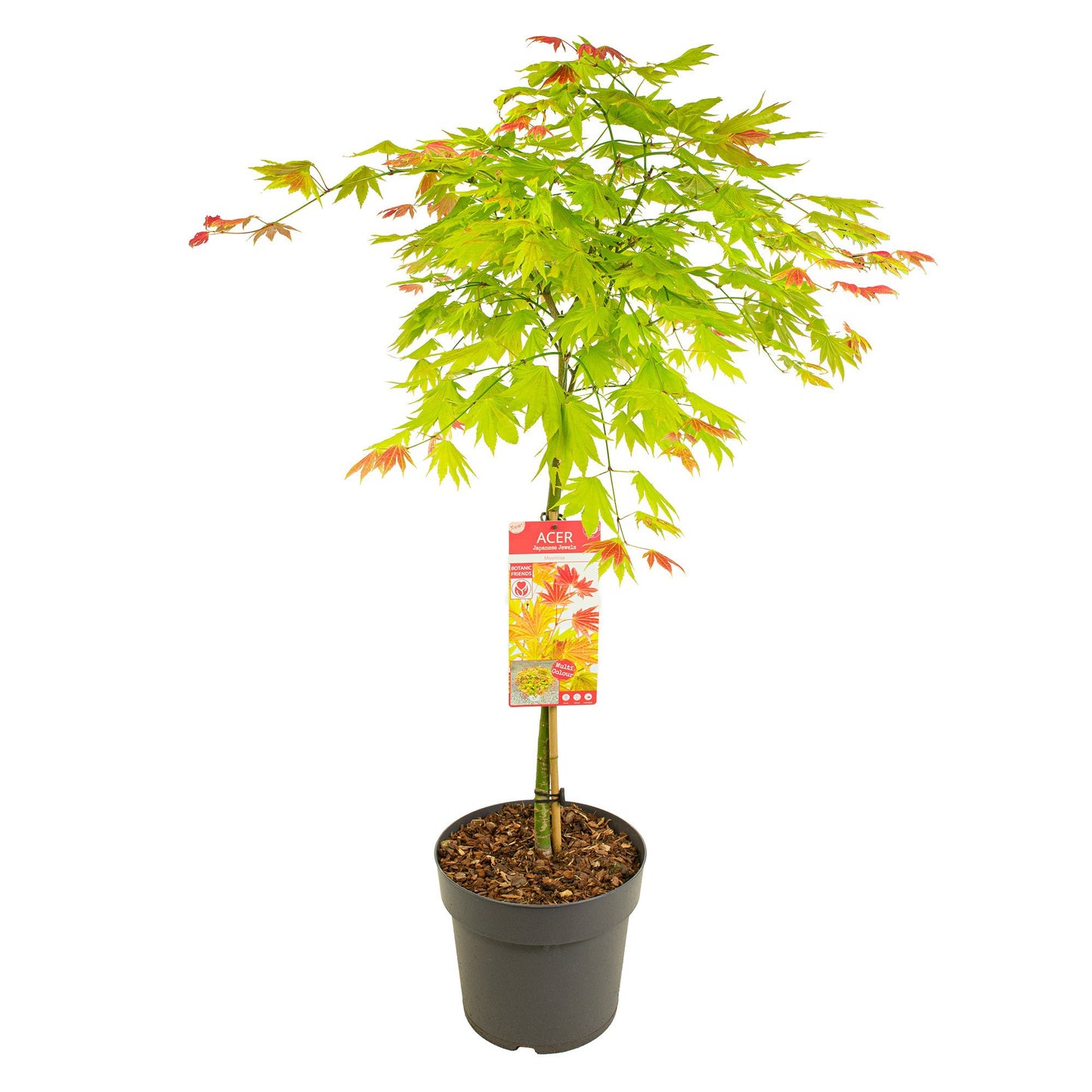 Acer shirasawanum 120cm 29cm Pot