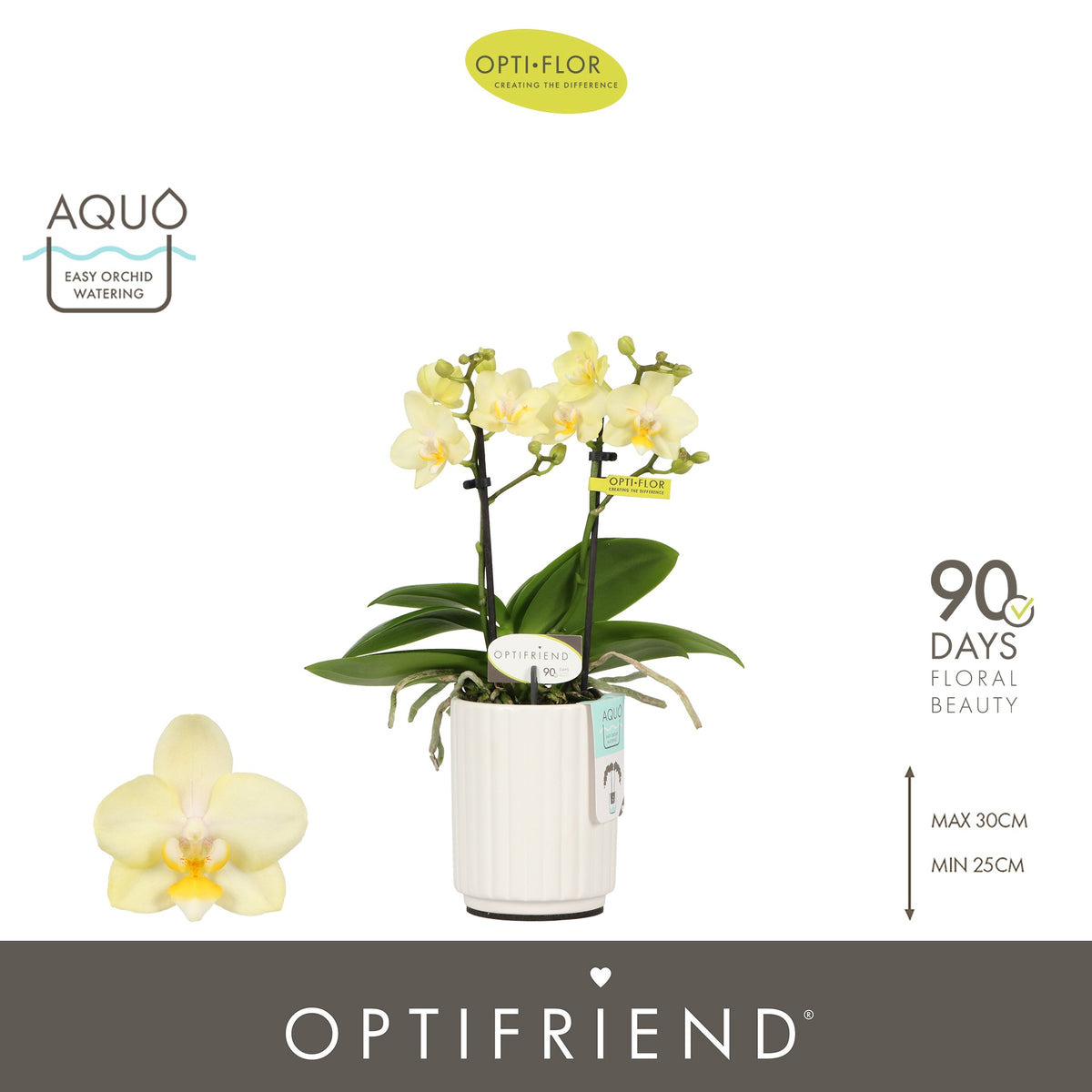 Phalaenopsis yellow 25cm 7cm Pot