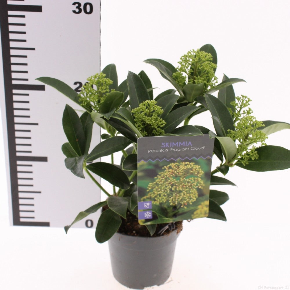 Snepvangers Tuinplanten Skimmia japonica Fragrant Cloud Pack of 11