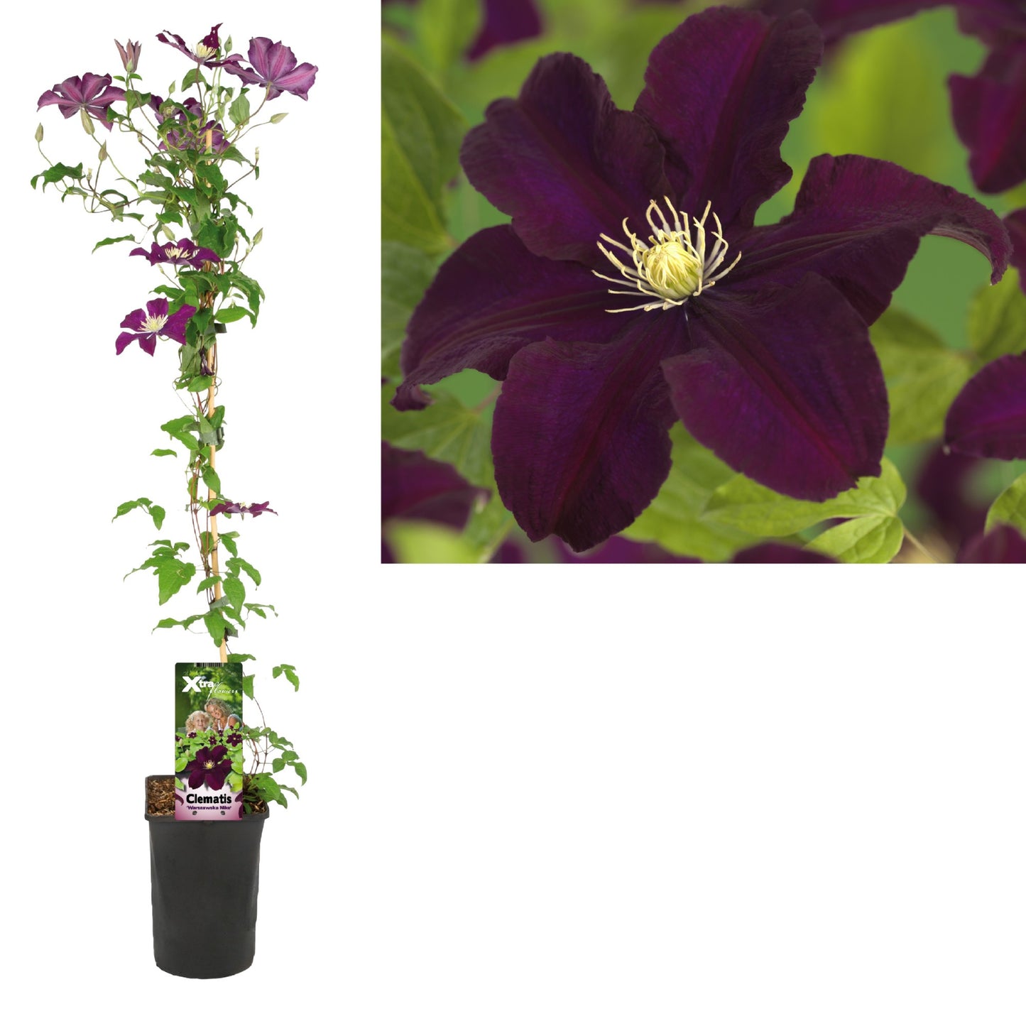 Clematis Warszawska Nike 95cm 17cm Pot