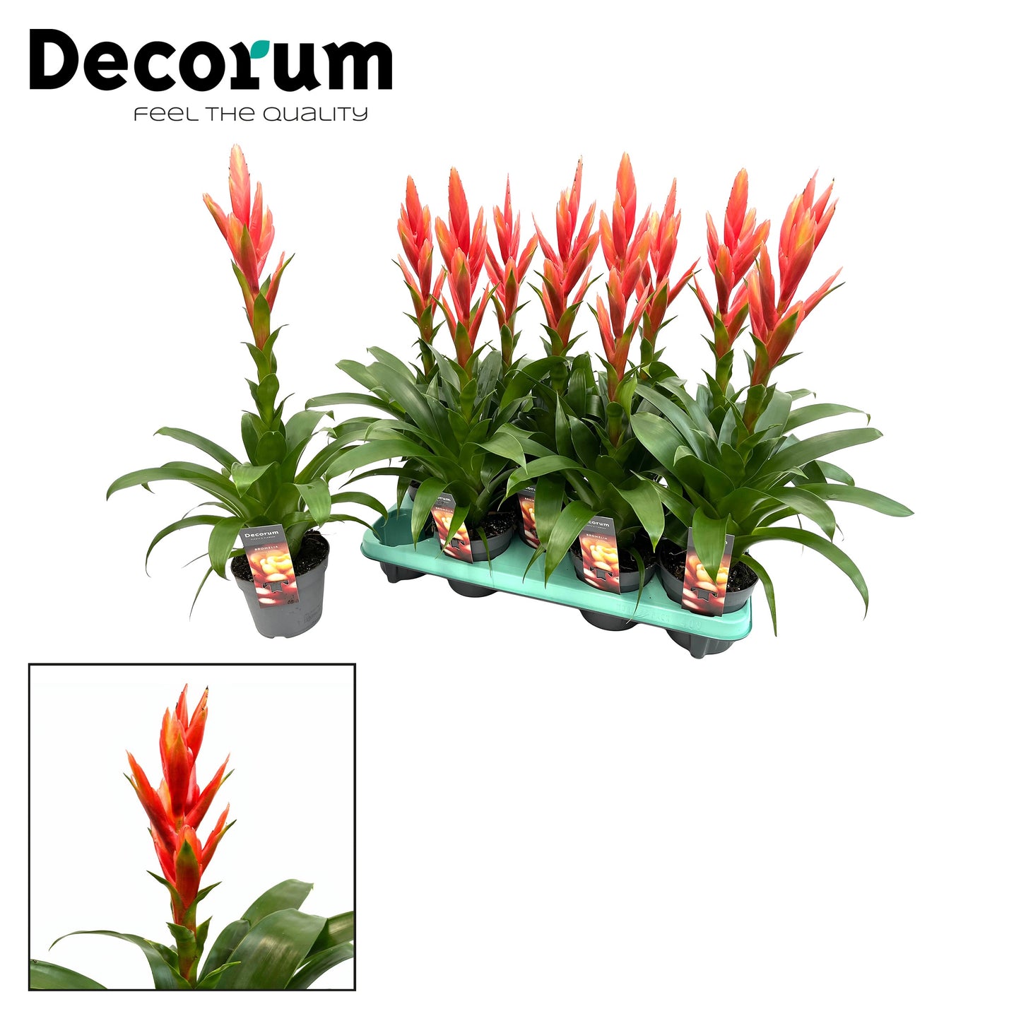 JungleStar BV Tillandsia Ziva Pack of 9